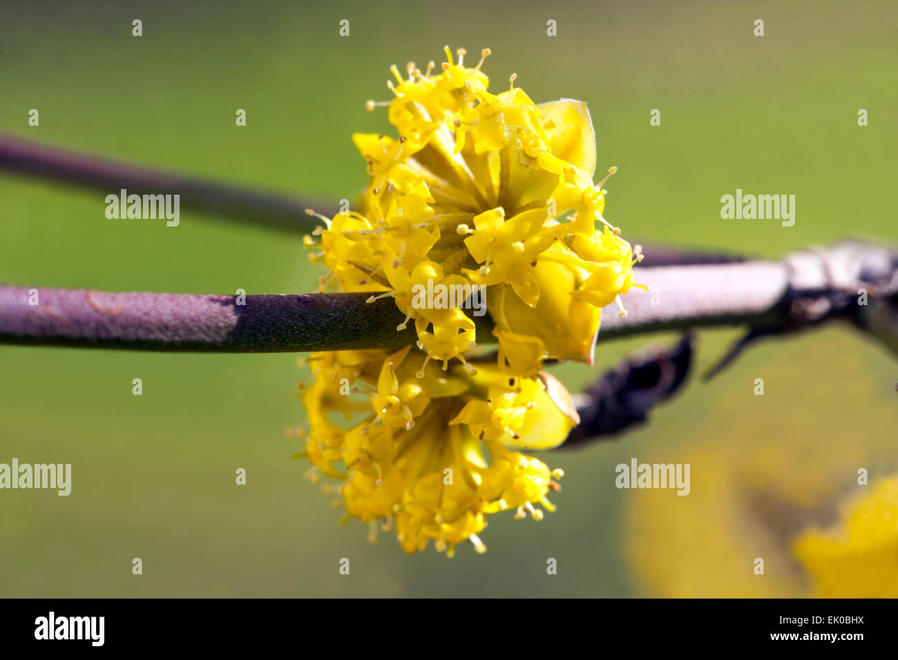 Cornus mas, Cornelian Cherry flower, close up, flowering in late winter ...