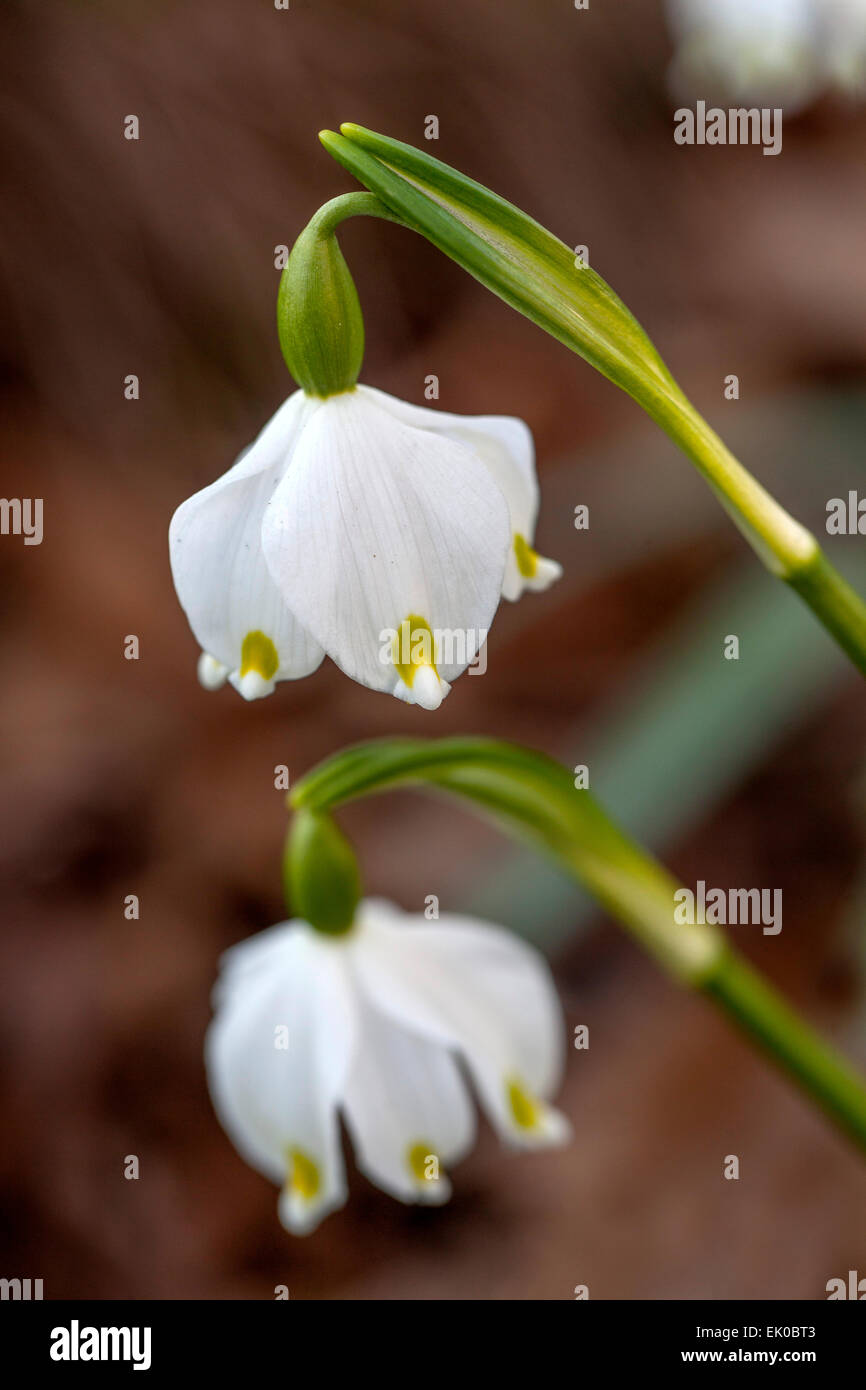 Spring snowflake flower leucojum vernum hi-res stock photography and ...