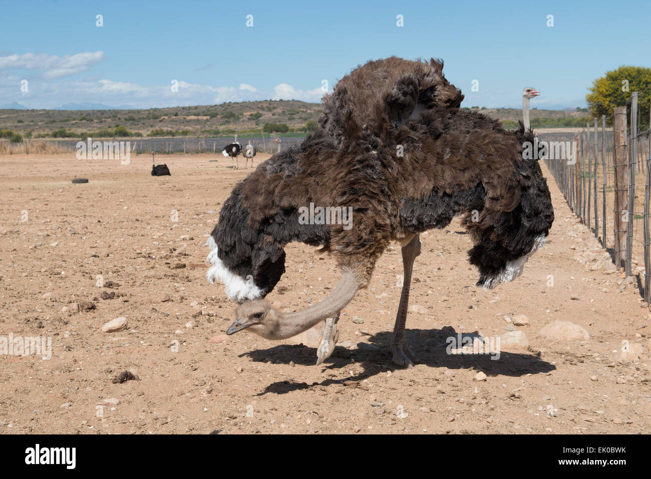 Female ostriches (Struthio camelus) farmed for its meat on a commercial farm in Oudtshoorn, Western Cape, South Africa Stock Photo