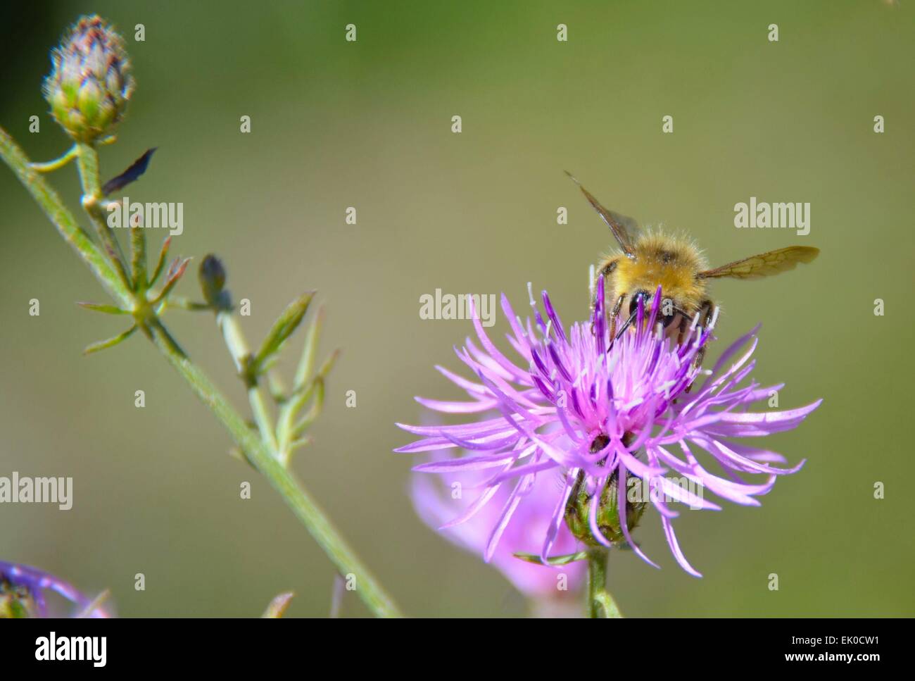 Honey bee collecting pollen from a flower / weed Stock Photo