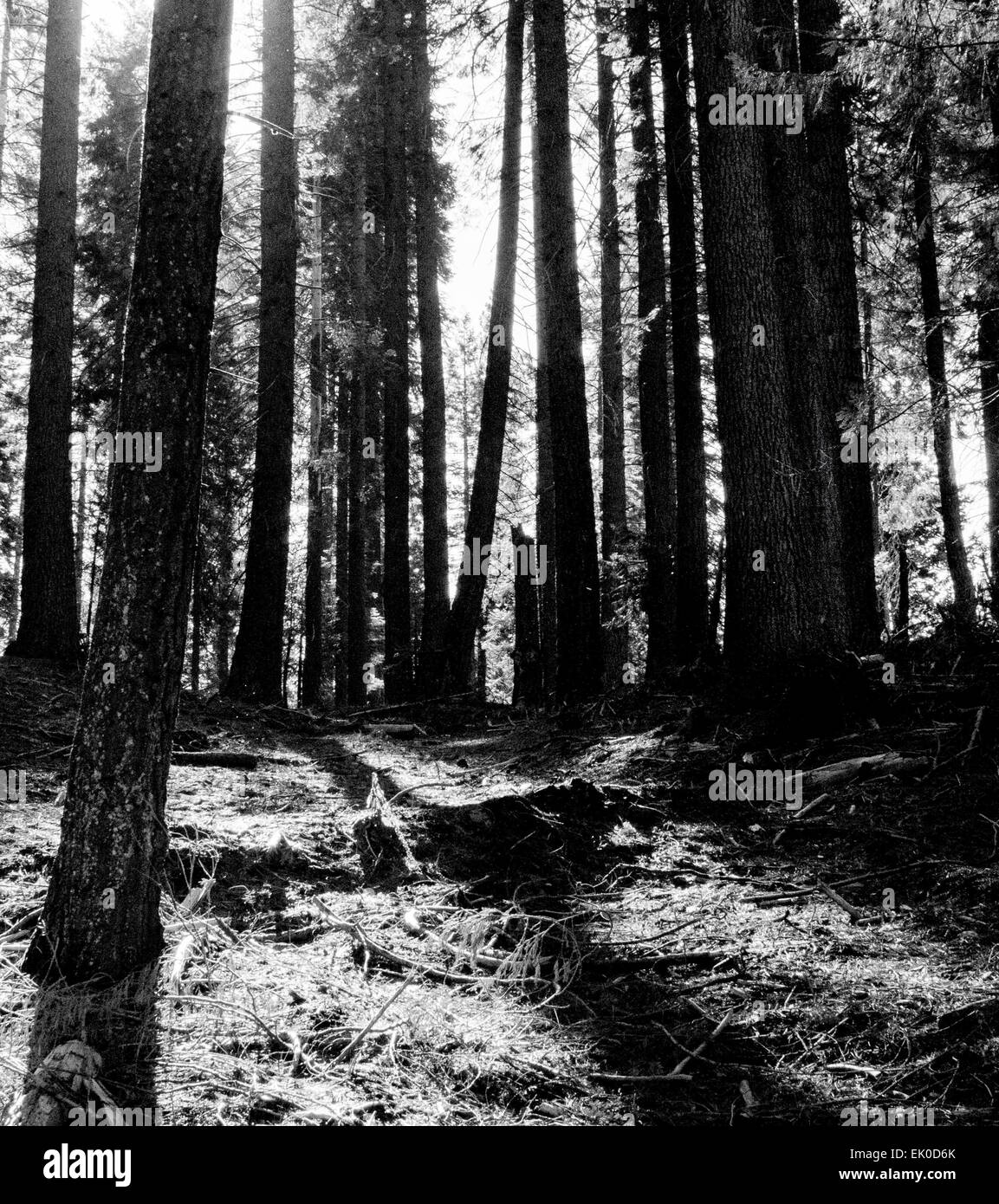 Morning sun in a forest meadow in black and white Stock Photo