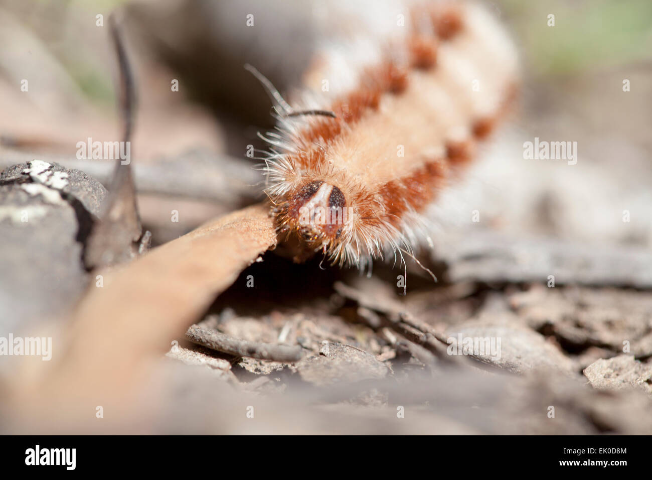 Grub face hi-res stock photography and images - Alamy