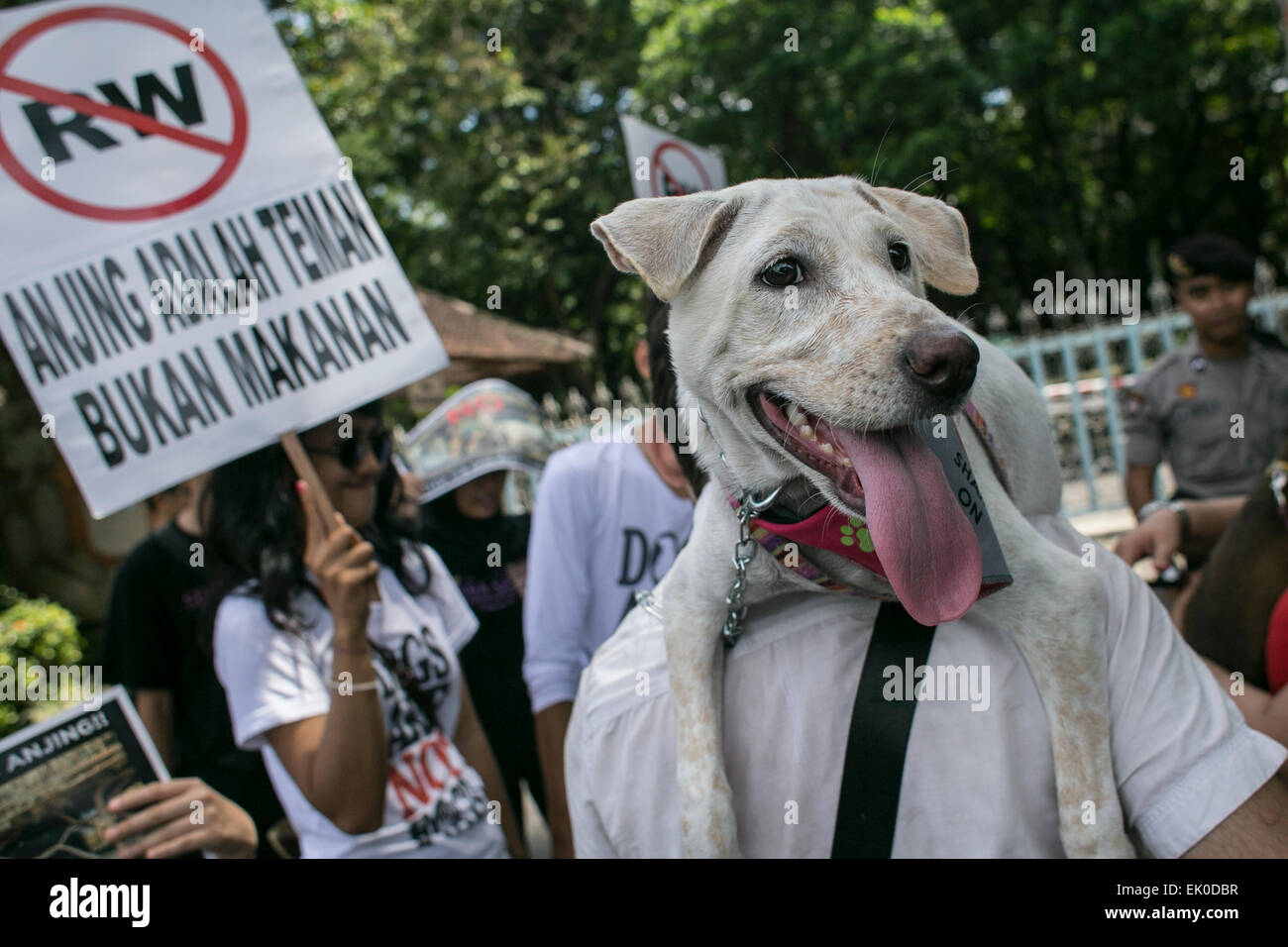 Bali, Indonesia. 4th Apr, 2015. An animal lover carries a dog on his shoulder while activist holding poster saying 'Dogs Are Friends Not Food' during Global March Against Dog Meat in Denpasar, Bali, Indonesia. The protests being held to urges the governments of Bali to stop dog meat trade for consumption, which locally known as 'RW' or food that made out of dog meat. Credit:  Johannes Christo/Alamy Live News Stock Photo