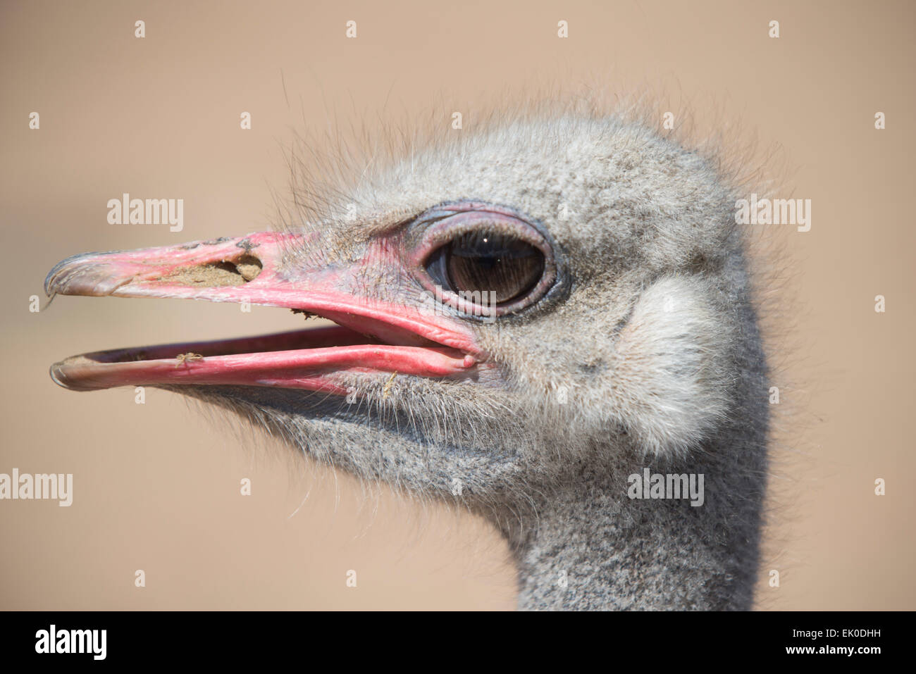 Head of an ostrich (Struthio camelus), close up, side view, commercial farm in Oudtshoorn, Western Cape, South Africa Stock Photo