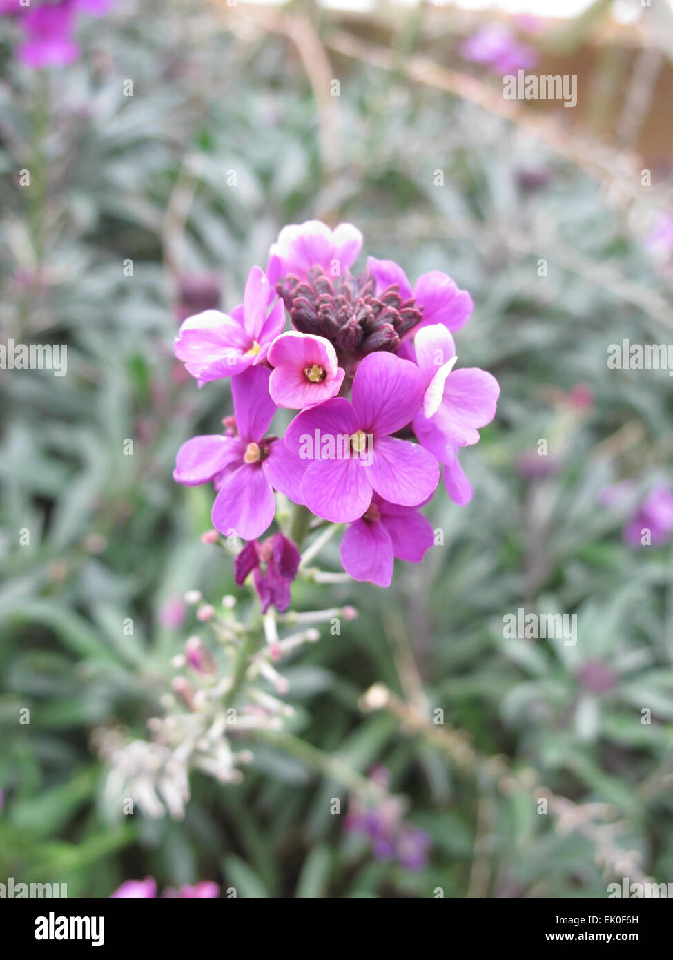 The Beautiful purple garden flower Erysimum Stock Photo