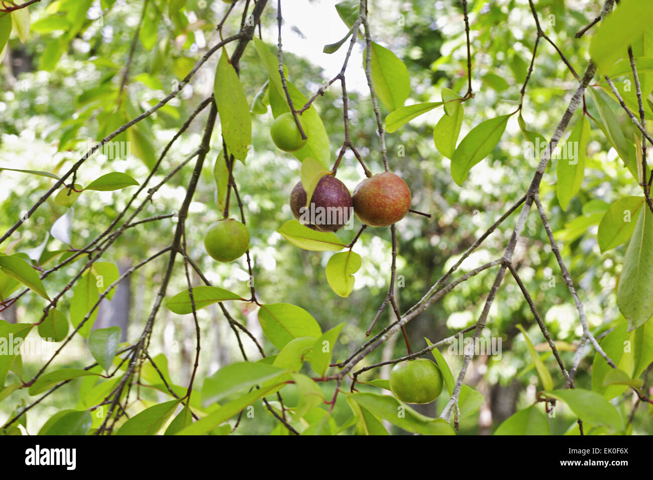 Local kokum fruit on a tree Garcinia indica, Goa, India Stock Photo Alamy