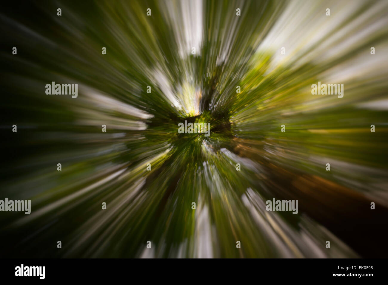 A huge tree zoomed in. Stock Photo