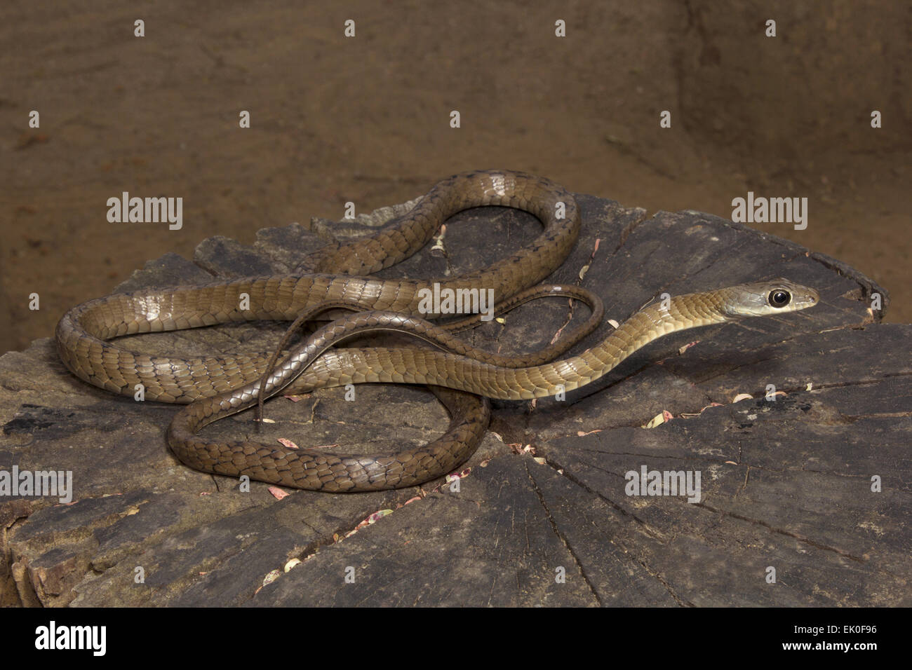 Large-eyed Bronzeback Tree Snake, Dendrelaphis grandoculis, Colubridae, Non Venomous,  Silent Valley National Park, Kerala. Stock Photo