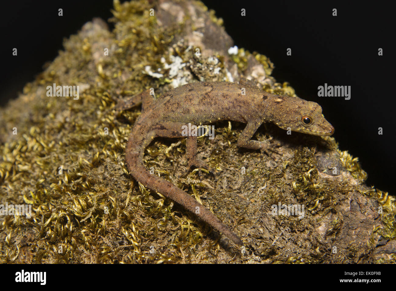 Dwarf gecko, Cnemaspis sp, Gekkonidae, Silent Valley National Park, Kerala. India Stock Photo