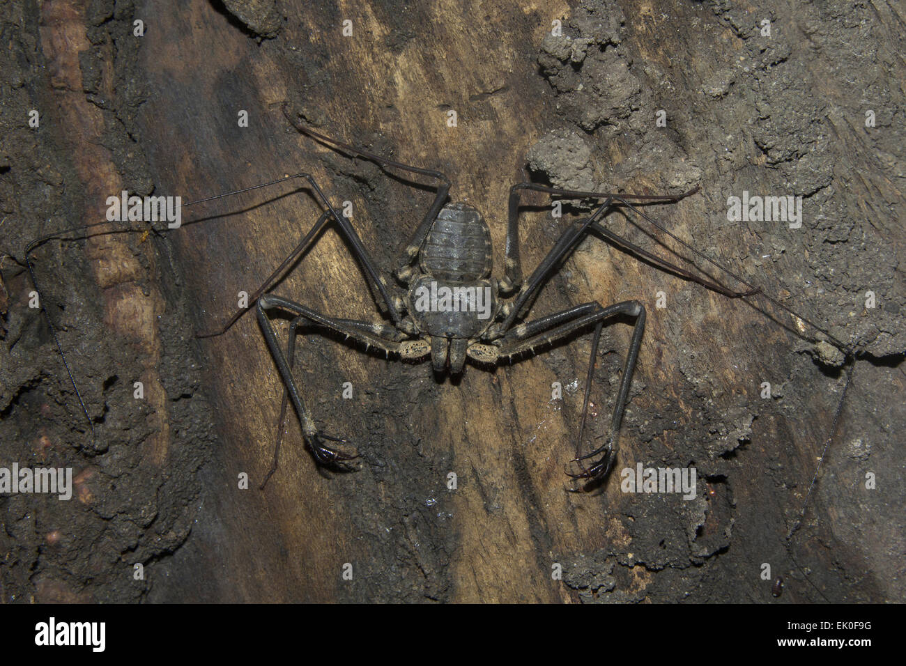 Tailless whip scorpions, Amblypygi sp, Phrynichidae, Neyyar wildlife sanctuary, Kerala. India Stock Photo