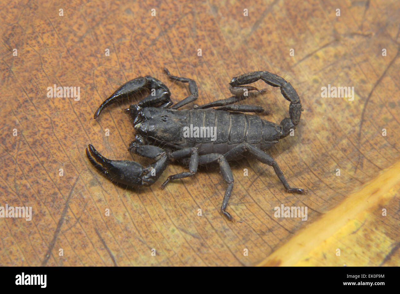 Forest scorpion, Heterometrus sp, Scorpionidae, Neyyar wildlife sanctuary, Kerala. India Stock Photo