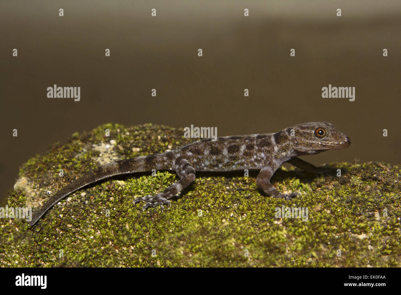 Dwarf gecko, Cnemaspis sp, Gekkonidae, Thenmala, Kerala. Stock Photo