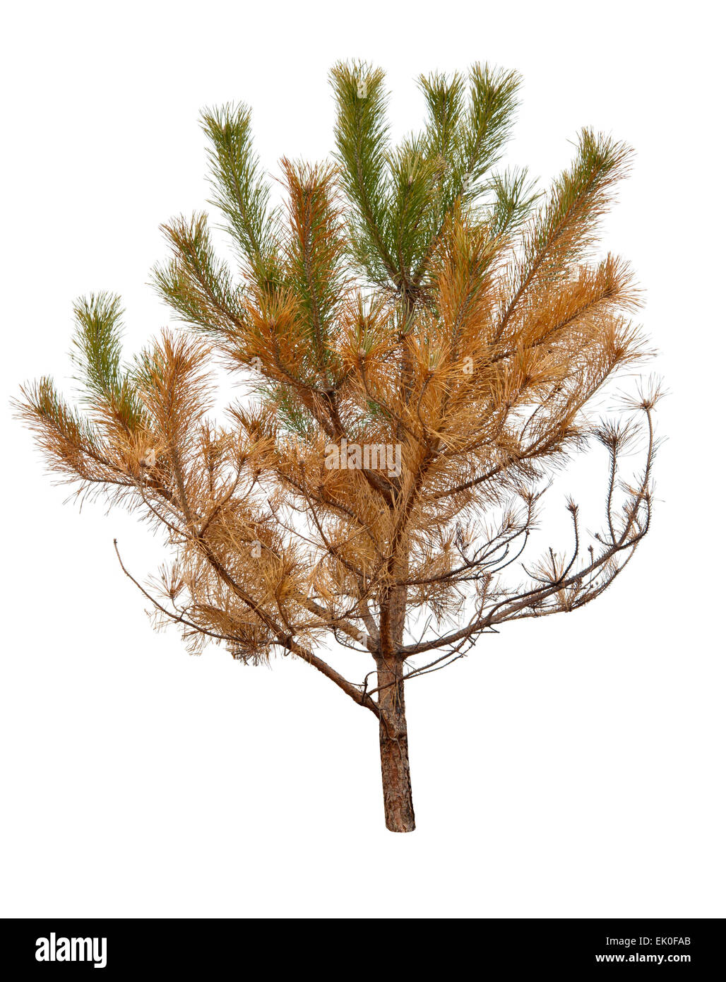 dry pine tree is isolated on a white background Stock Photo
