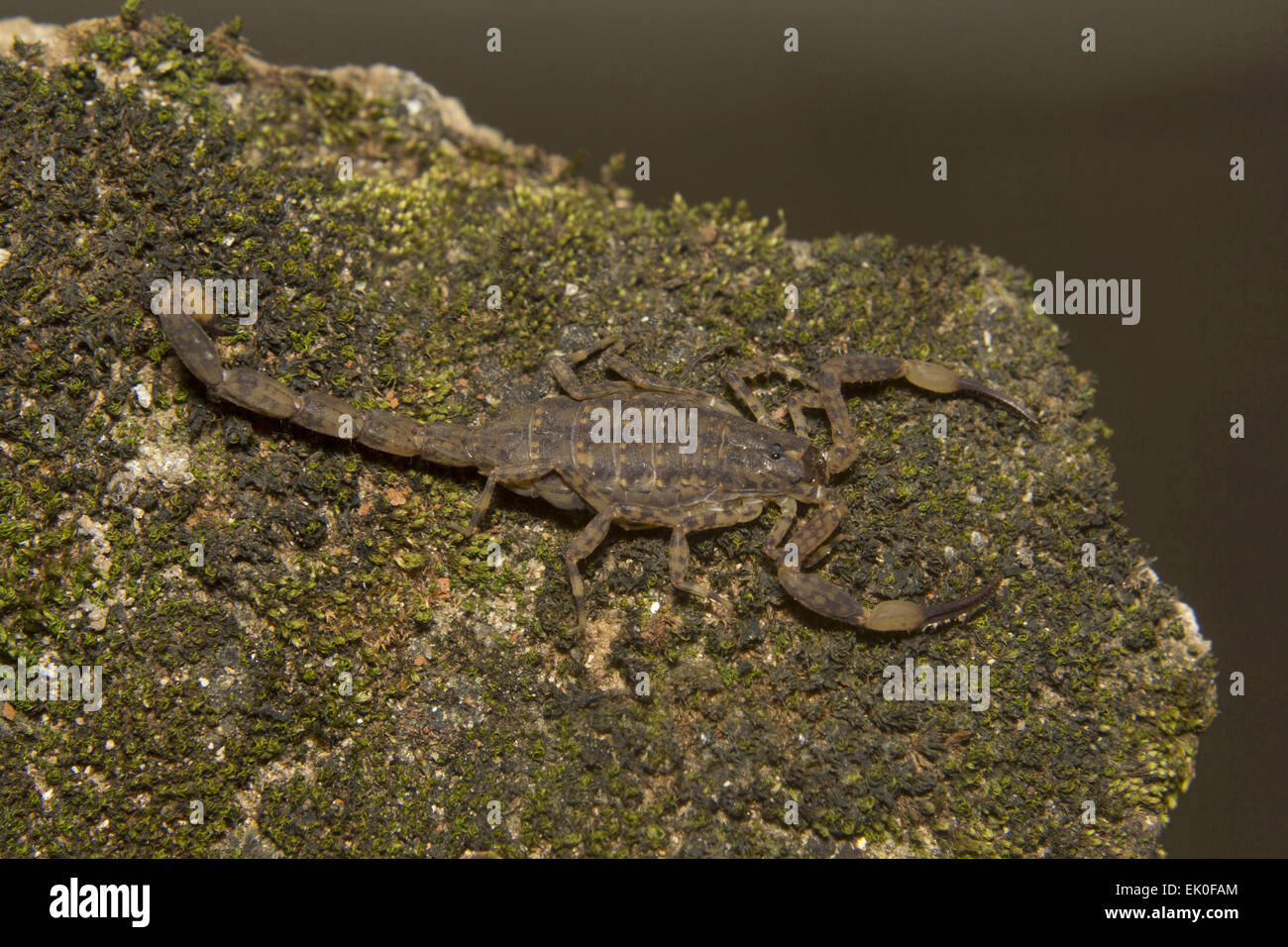 Bark Scorpion, Isometrus sp., Buthidae, Thenmala, Kerala. India Stock Photo