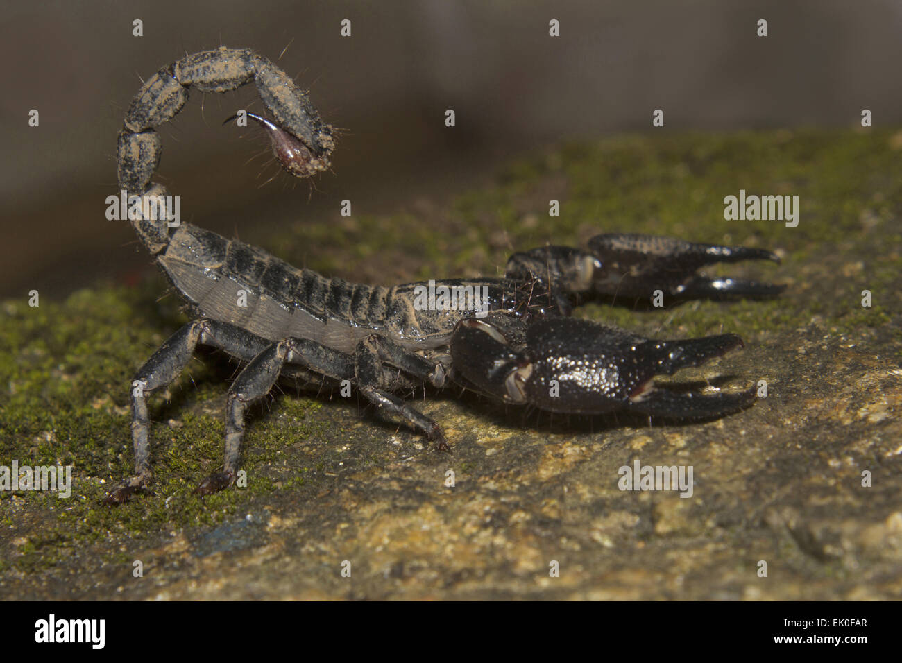 Forest scorpion, Heterometrus sp, Scorpionidae, Thenmala, Kerala. Stock Photo
