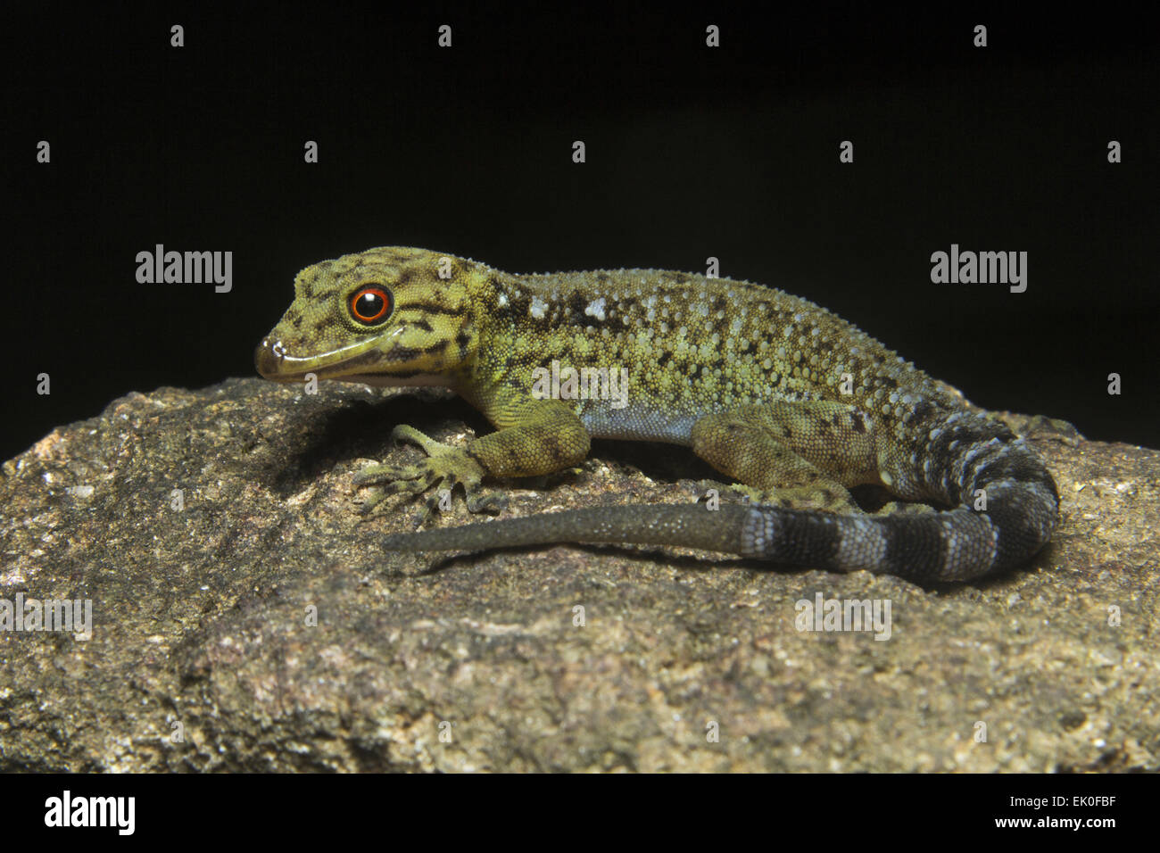 Dwarf gecko, Male Cnemaspis sp, Gekkonidae, Iuka wildlife sanctuary, Kerala. India Male Stock Photo