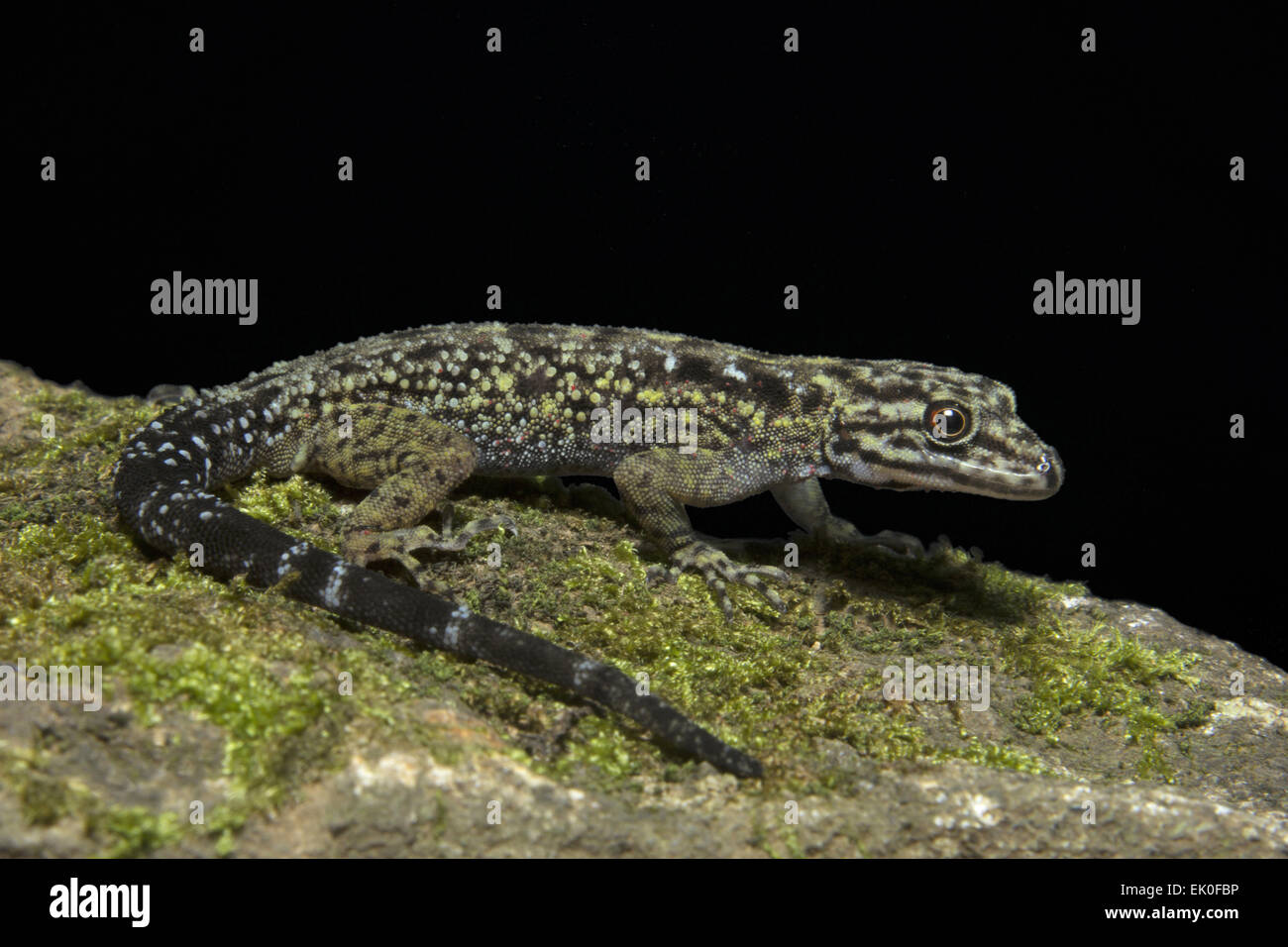 Dwarf gecko, Female Cnemaspis sp, Gekkonidae, Iuka wildlife sanctuary, Kerala. India Stock Photo