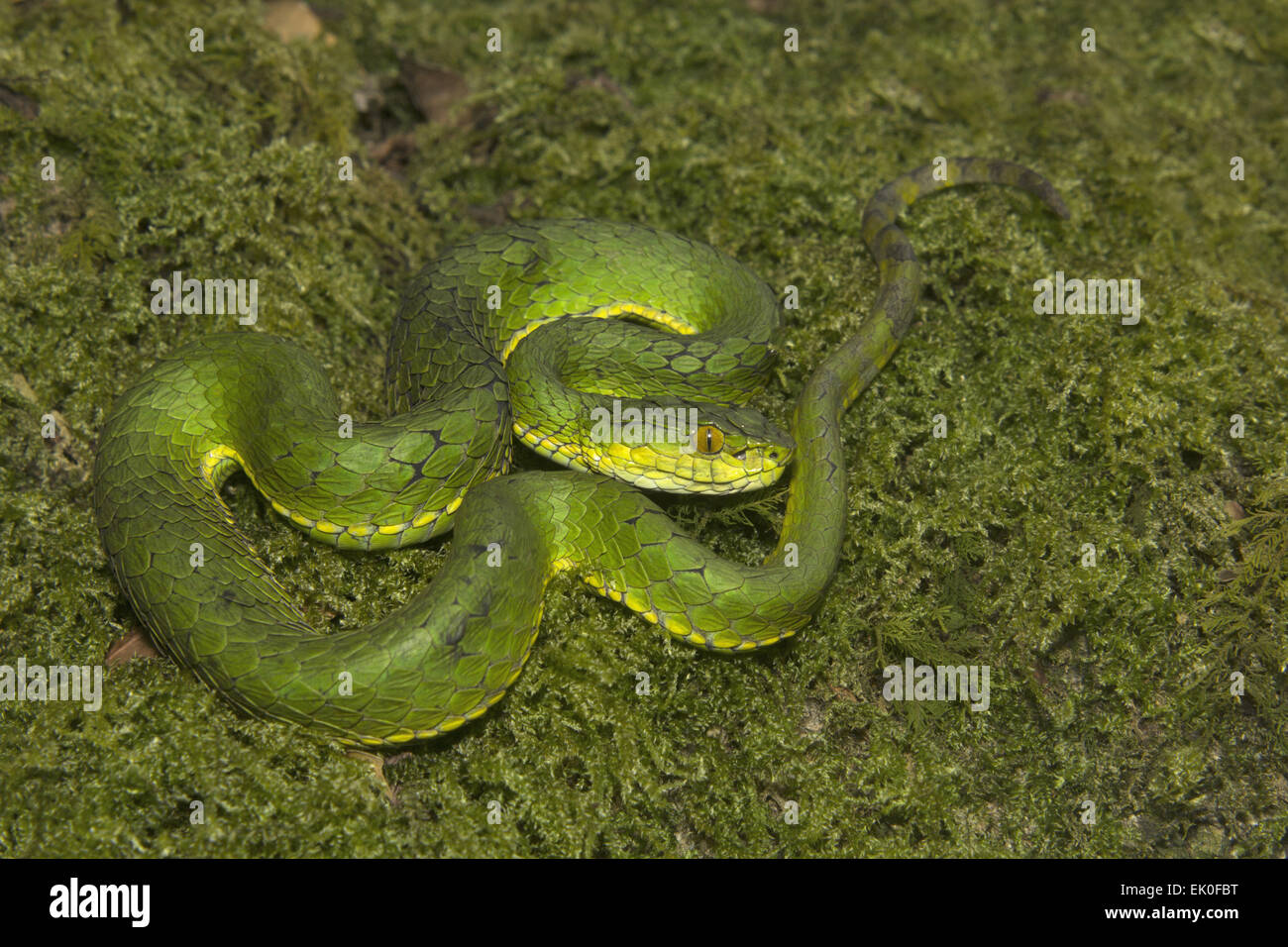 Large scaled pit viper, Trimeresurus macrolepis, Viperidae, Eravikulam National Park, Kerala. India Stock Photo