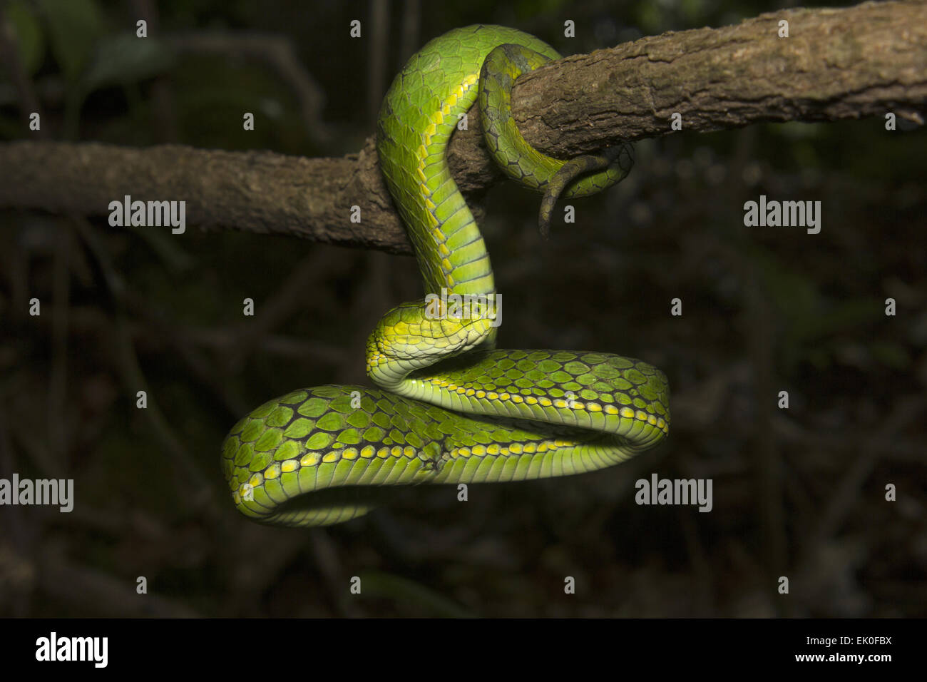 Large scaled pit viper, Trimeresurus macrolepis, Viperidae, Eravikulam National Park, Kerala. India Stock Photo