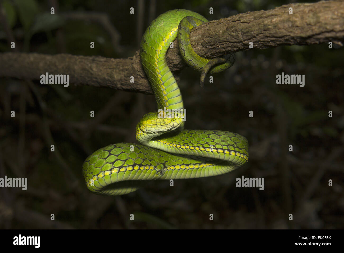 Large Scaled Pit Viper, Trimeresurus Macrolepis, Viperidae, Eravikulam 