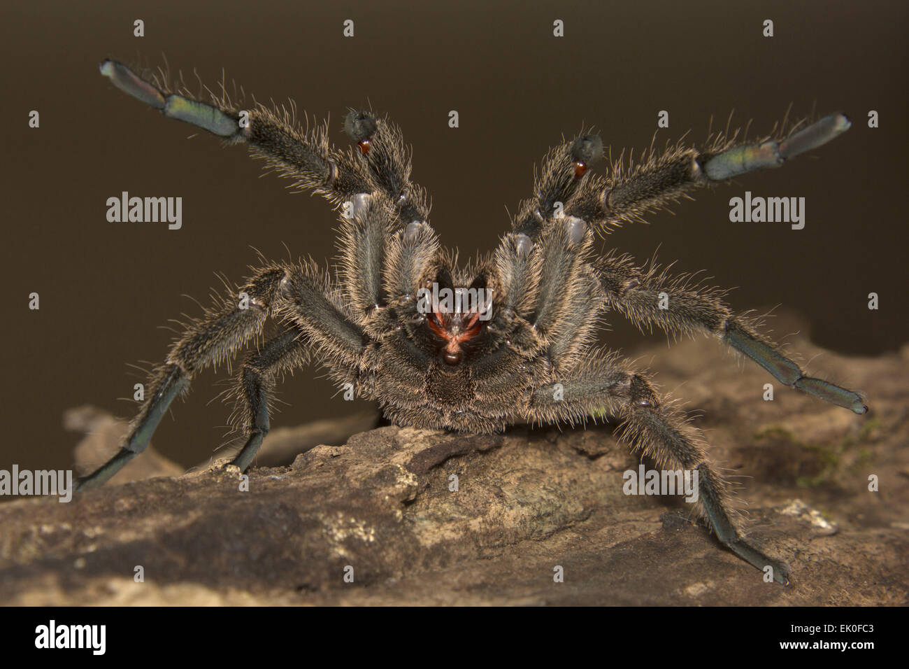 Tarantula , Haploclastus sp , Theraphosidae, Eravikulam National Park, Kerala. India Stock Photo
