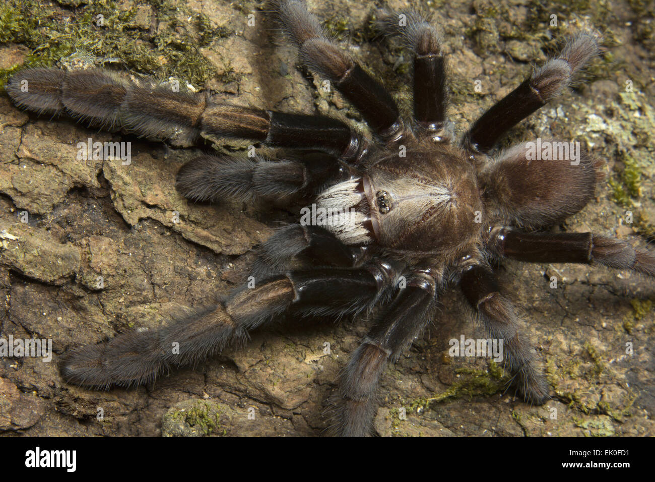 Spiders of kerala hi-res stock photography and images - Alamy