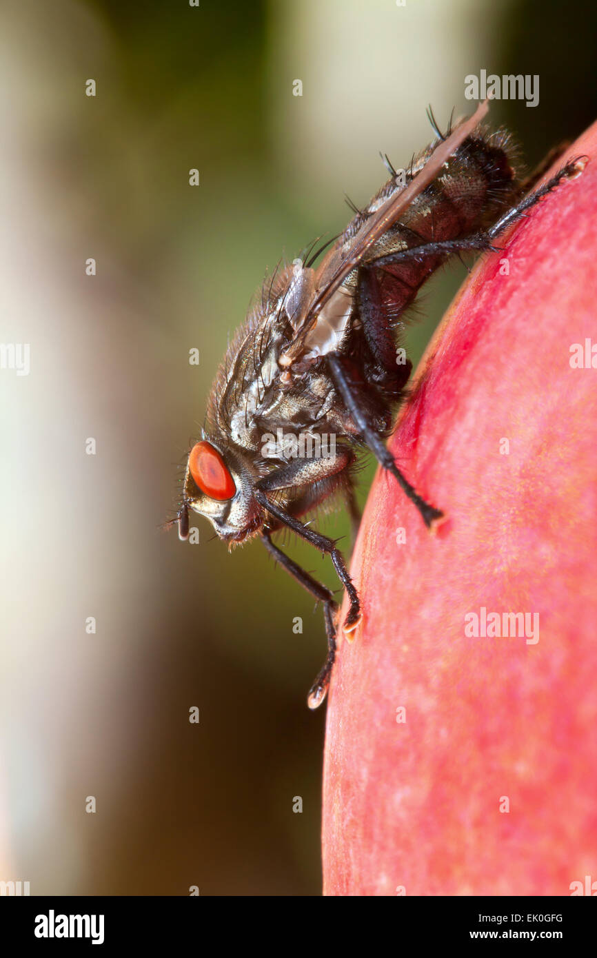 big, hairy fly sitting on an apple - macro shot Stock Photo