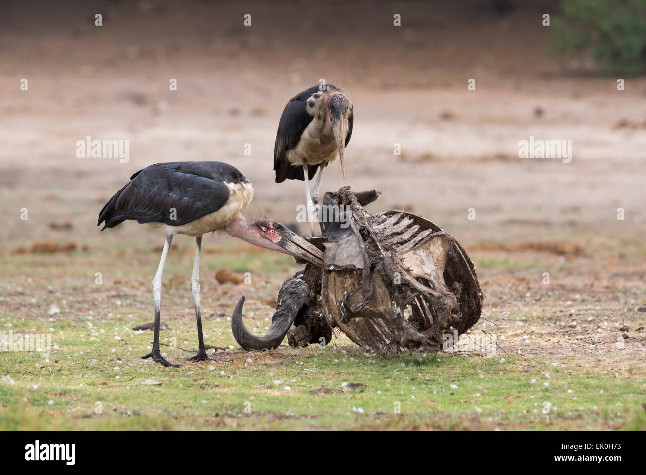 Marabou storks (Leptoptilos crumeniferus) on carcass, Chobe National Park, Botswana Stock Photo
