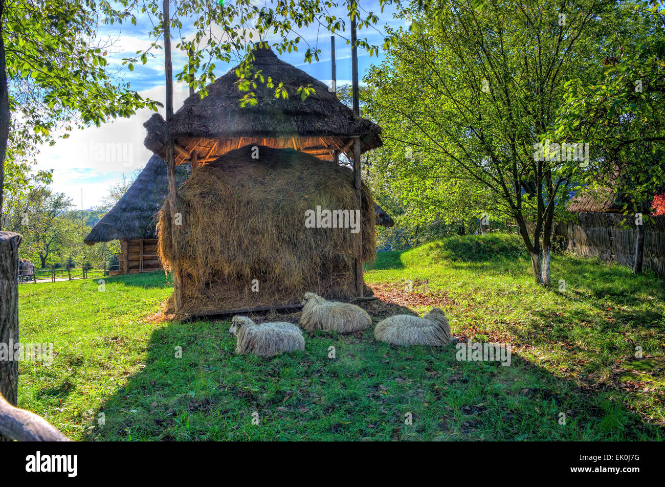 Sheep Haystack Three sheep lying on the grass in the shade near a large haystacks ...