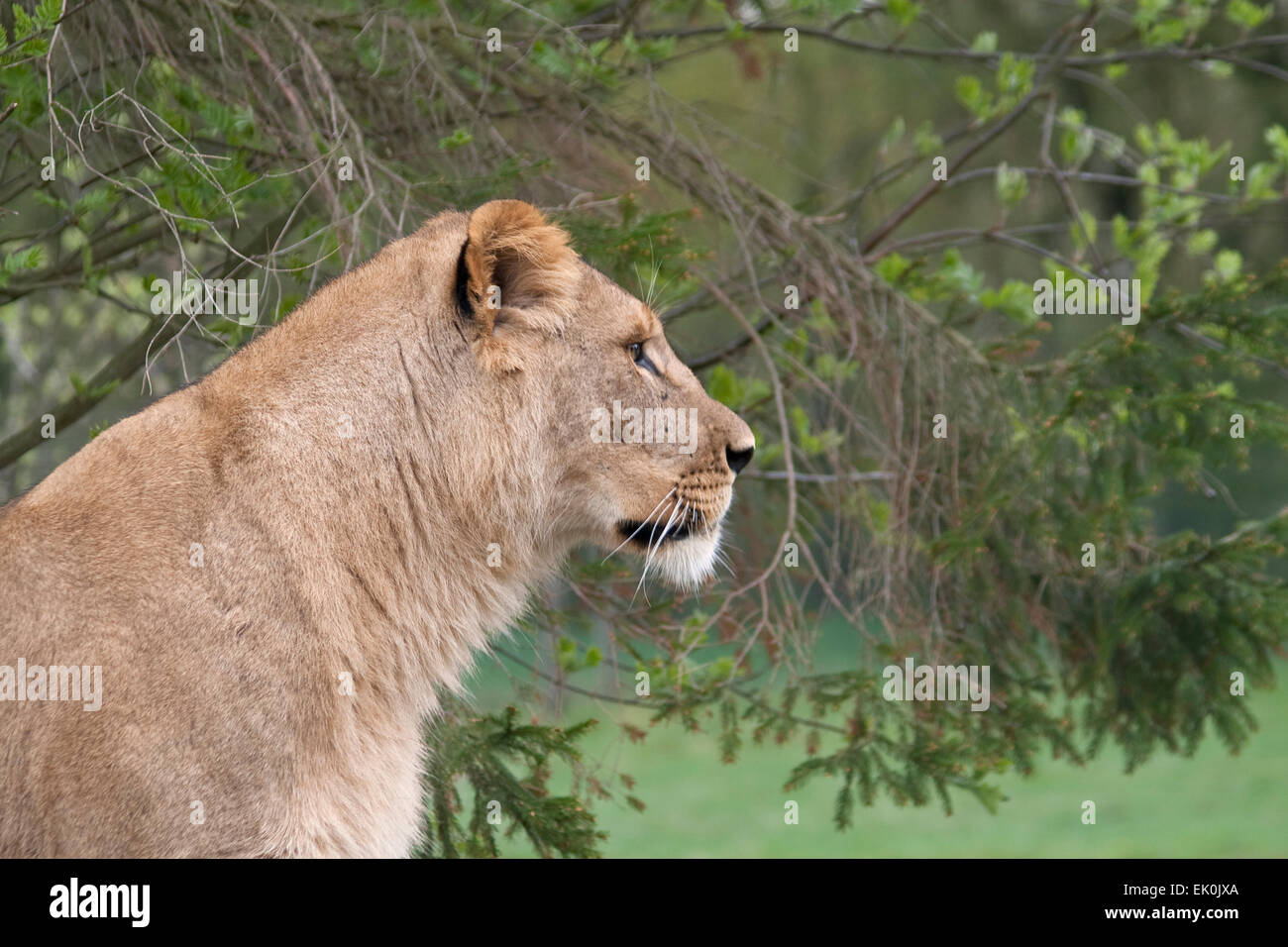 Close-up on lioness watching for the prey Stock Photo