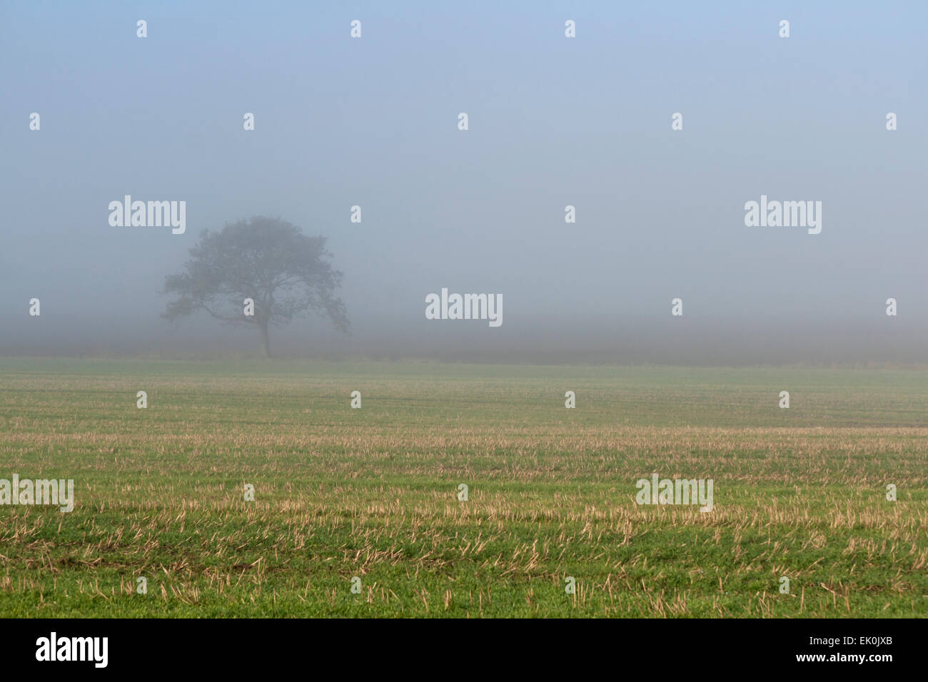 Lonely tree in the field on a foggy day Stock Photo - Alamy