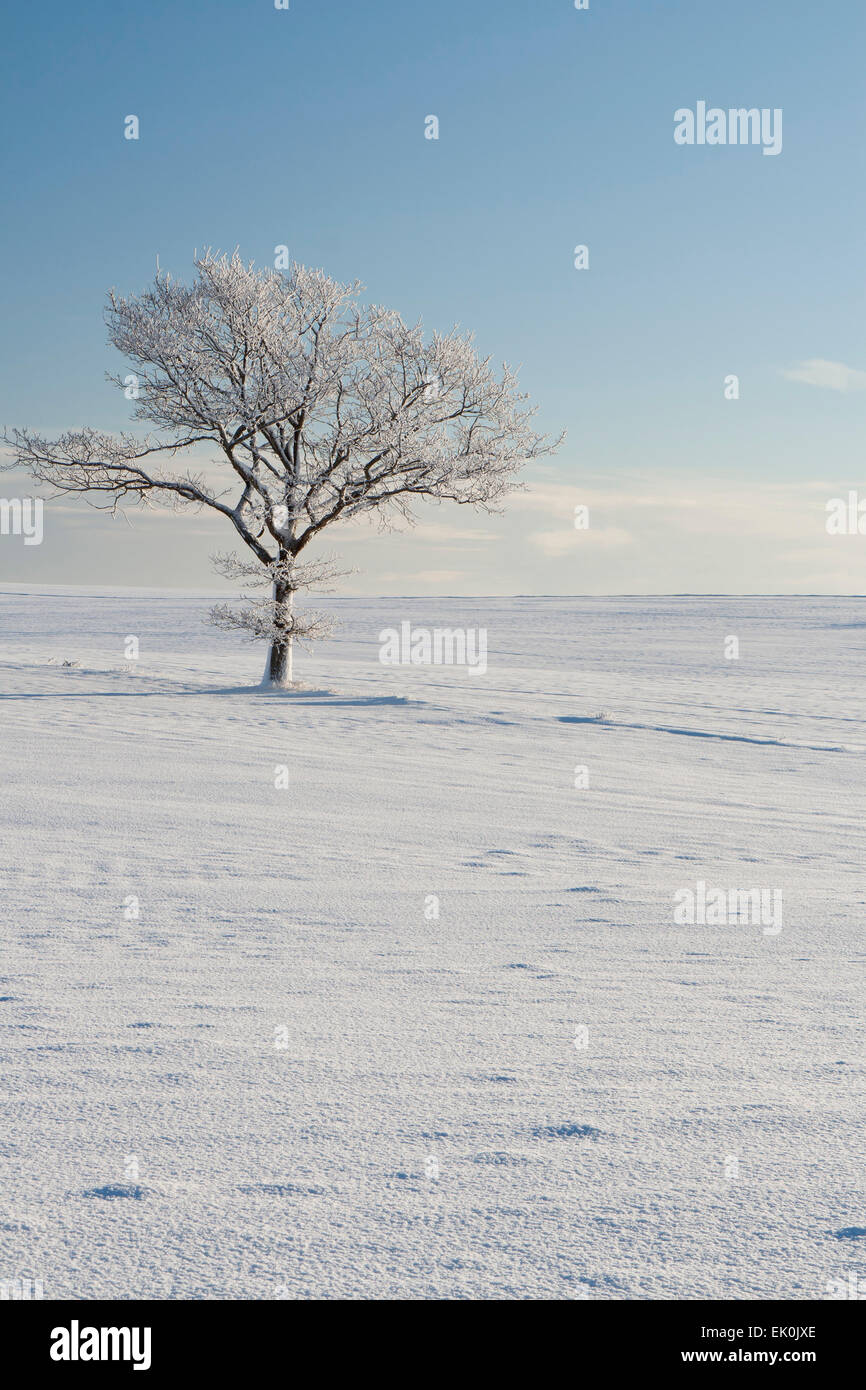 Lonely tree in the snow on a clear day. Can be used as background Stock ...
