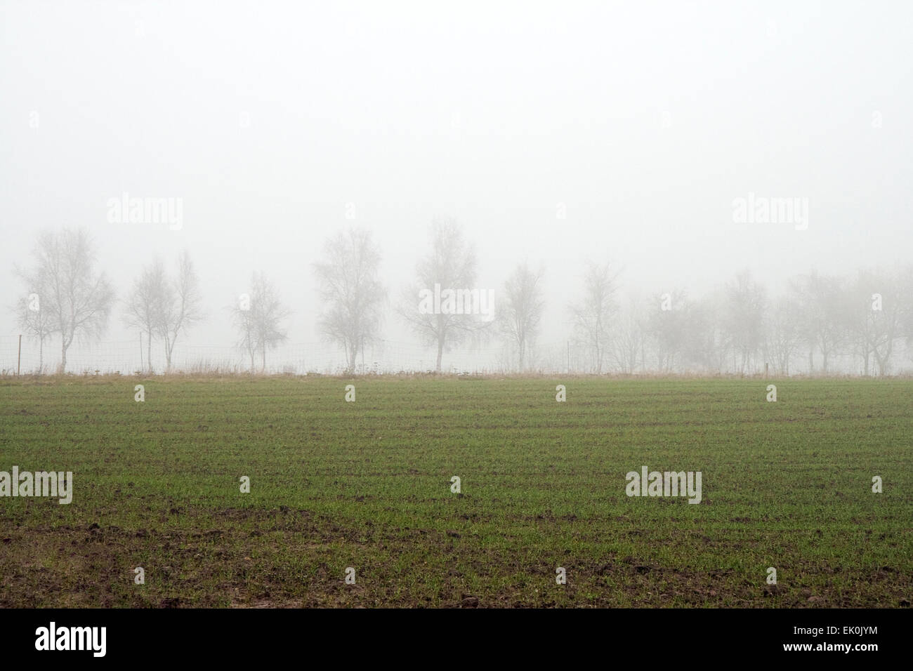 Trees in the field on a foggy day Stock Photo - Alamy