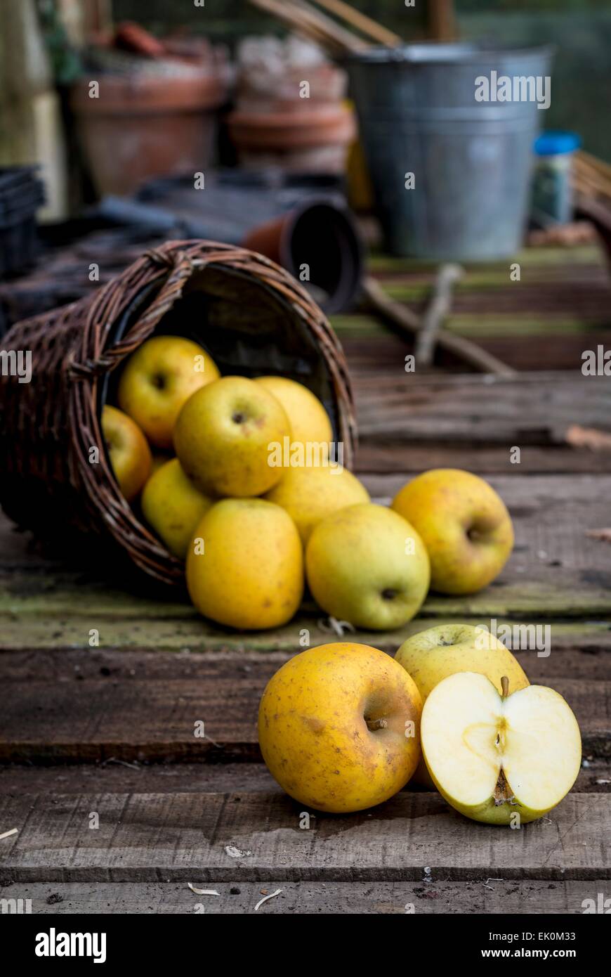 nobody, no one, no-one, healthy eating, fresh, food, food and drink, produce, fruit, still life, medium group of objects, apples, goldrush apples, basket, fallen Stock Photo