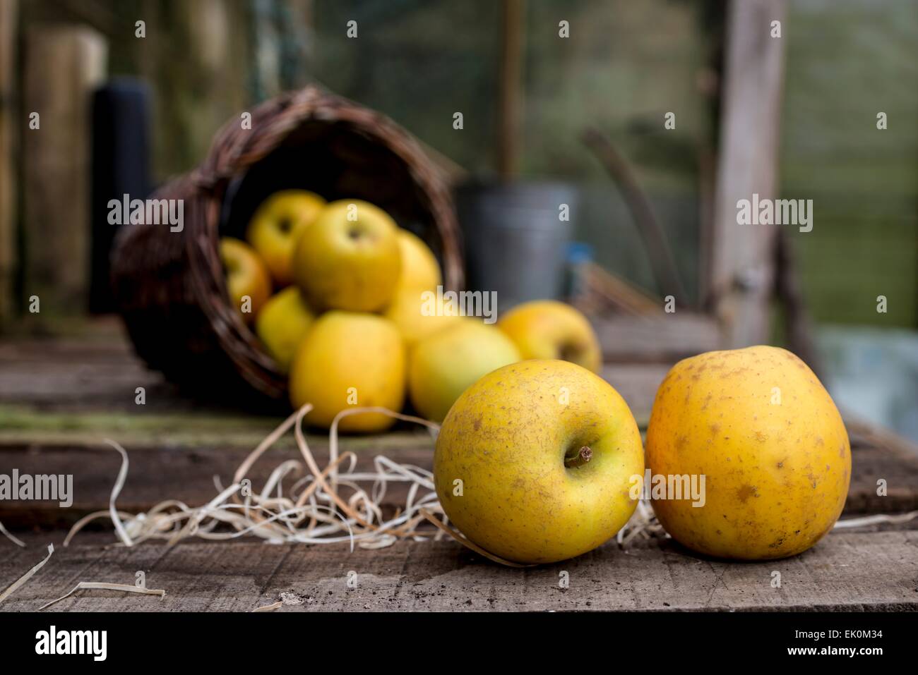 nobody, no one, no-one, healthy eating, fresh, food, food and drink, produce, fruit, still life, medium group of objects, apples, goldrush apples, basket, fallen Stock Photo