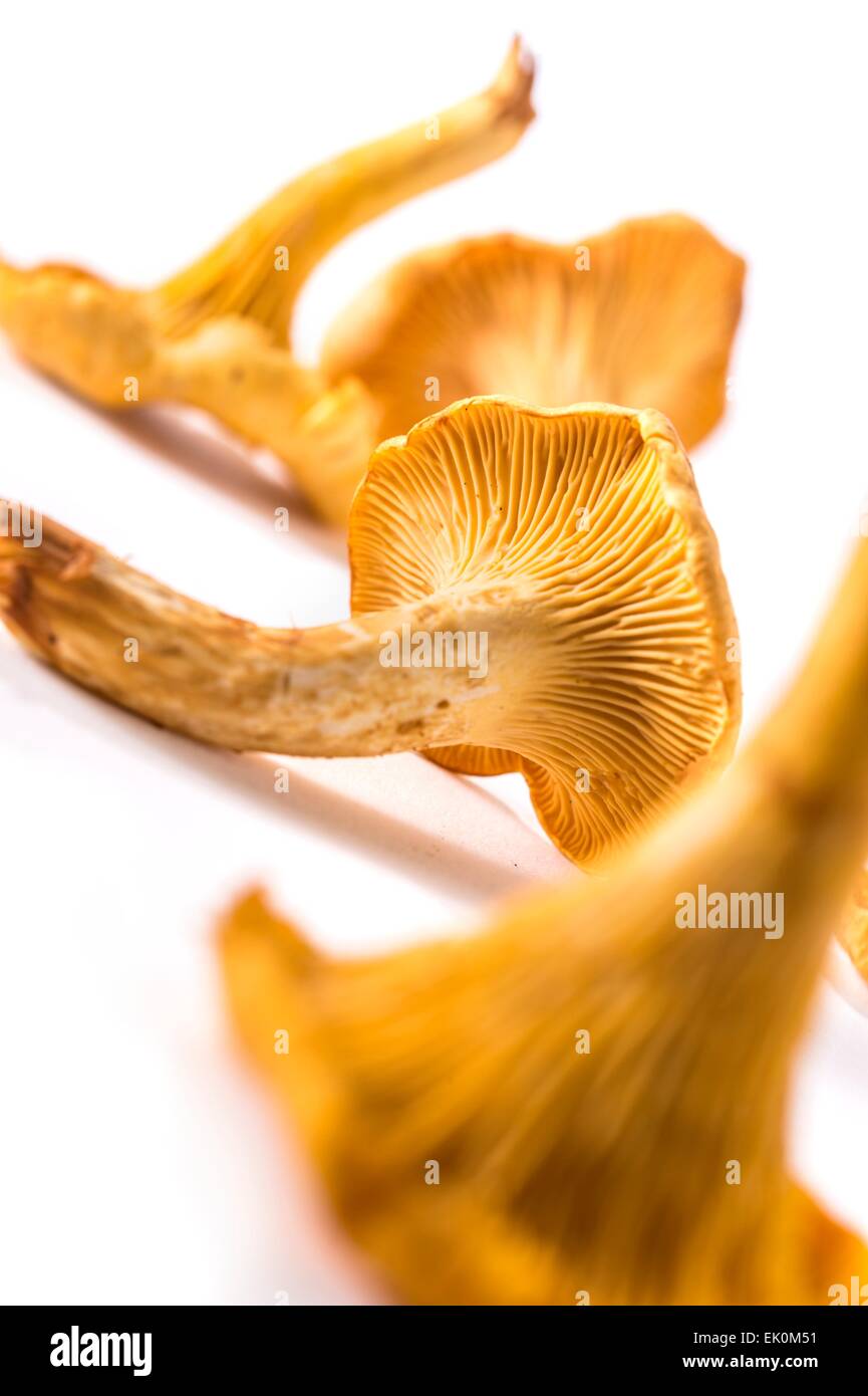 nobody, no one, no-one, fresh, food, food and drink, produce, vegetables, mushrooms, full frame, small group of objects, plain background, white background, studio shot, studio shots, differential focus, still life Stock Photo