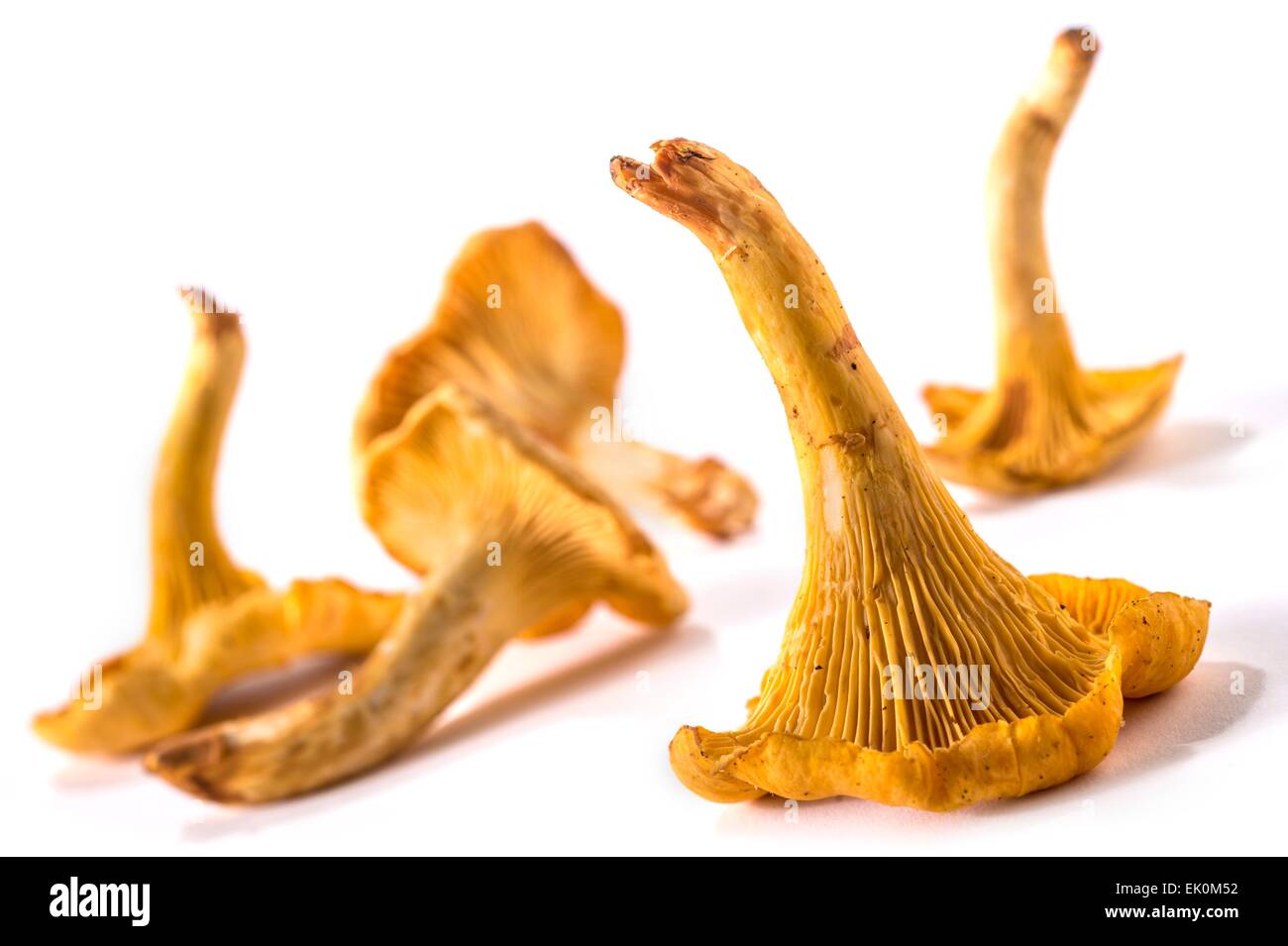 nobody, no one, no-one, fresh, food, food and drink, produce, vegetables, mushrooms, full frame, small group of objects, plain background, white background, studio shot, studio shots, differential focus, still life Stock Photo