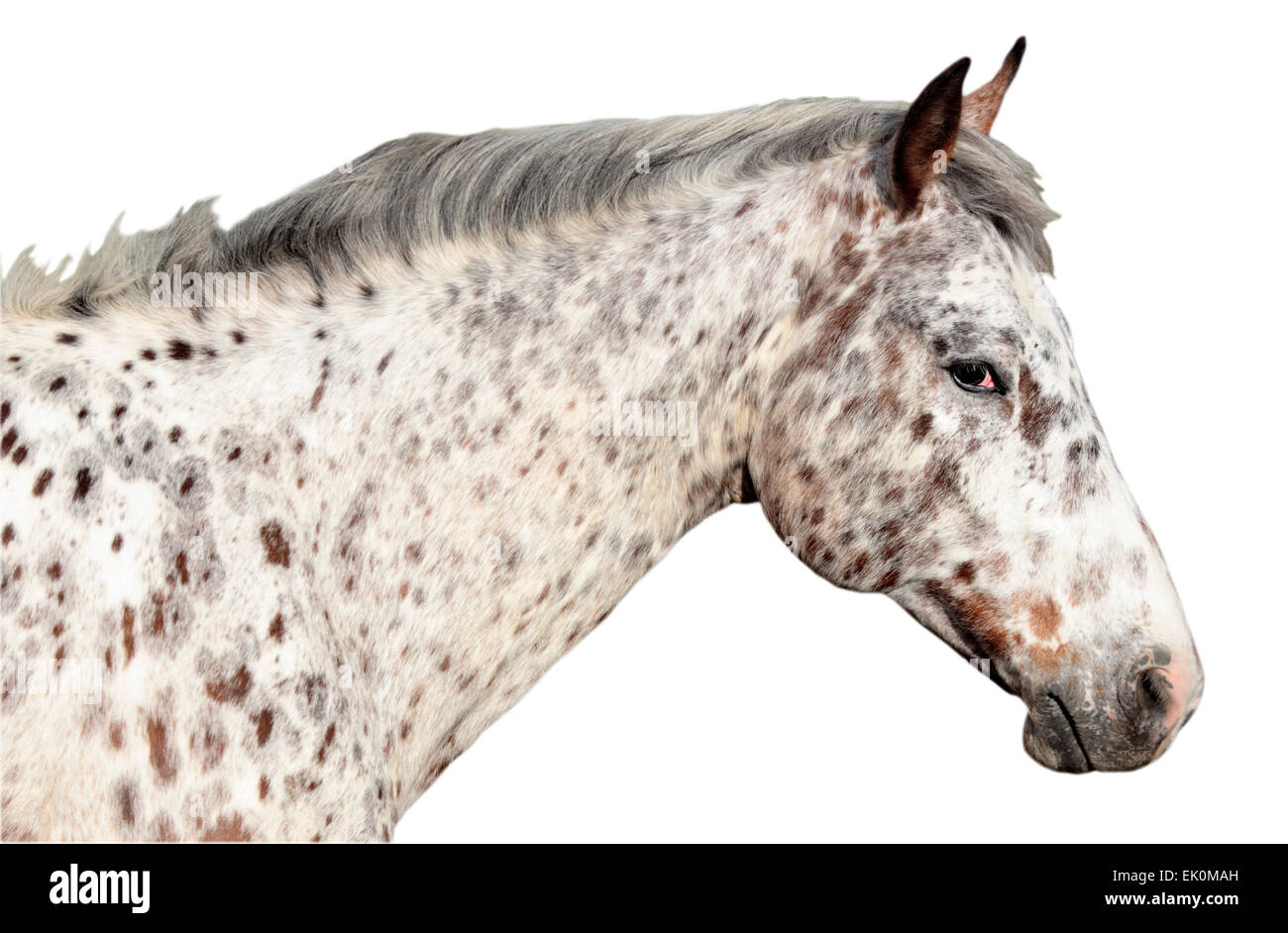 nobody, no one, no-one, nature, natural, biology, biological, animal themes, animal, animals, fauna, one animal, appaloosa horse, horse, side view, head, animal portrait, mammal, plain background, white background Stock Photo