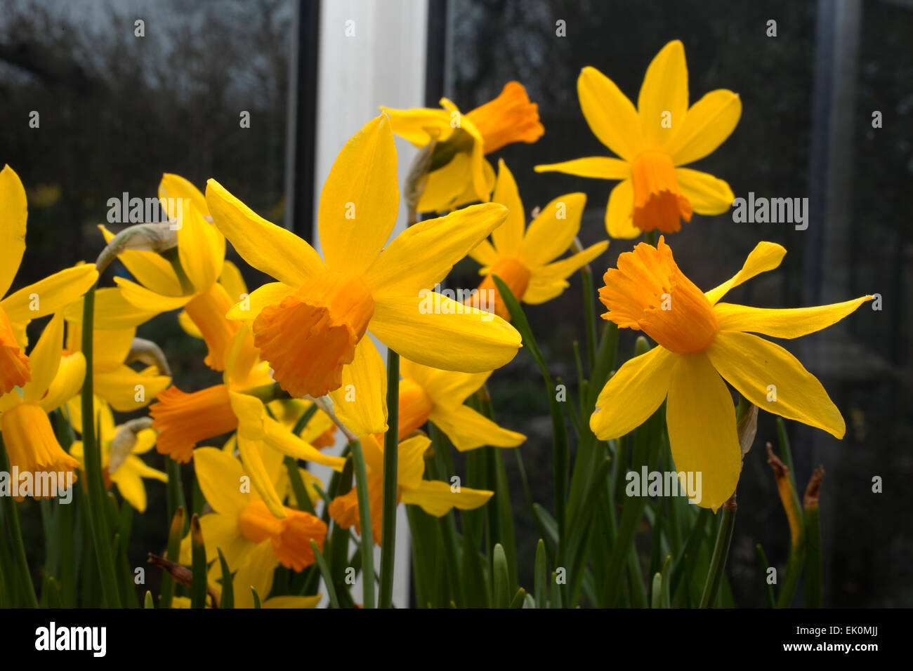 Dwarf Daffodil narcissus tete a tete Jetfire with its bright yellow flowers with a long trumpet-shaped centre ( corona ). Stock Photo