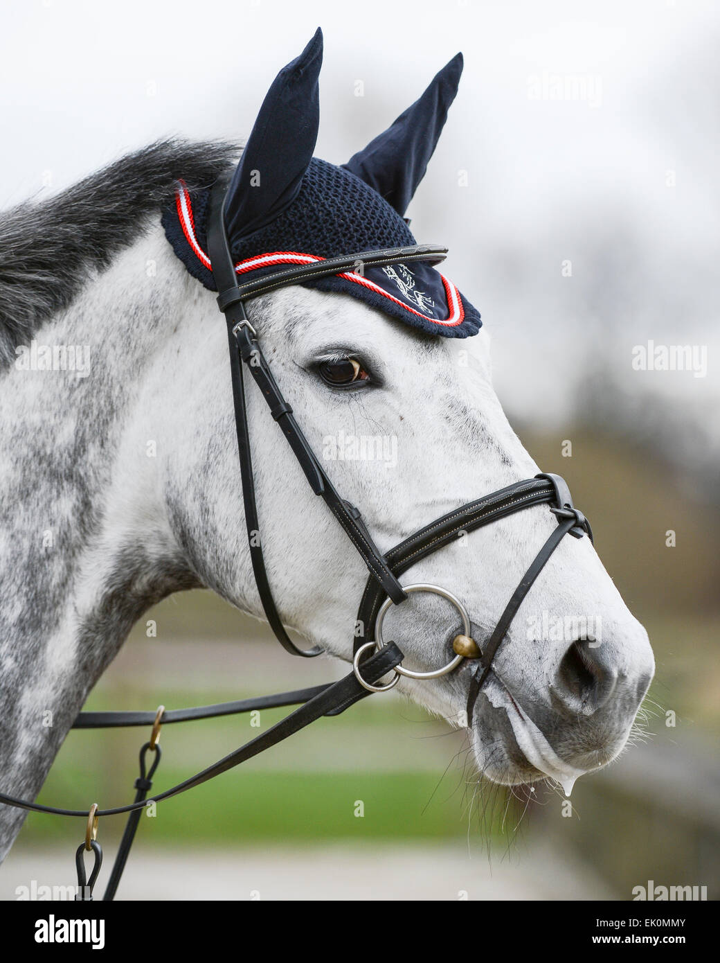 Portrait of horse wearing ear covers Stock Photo Alamy