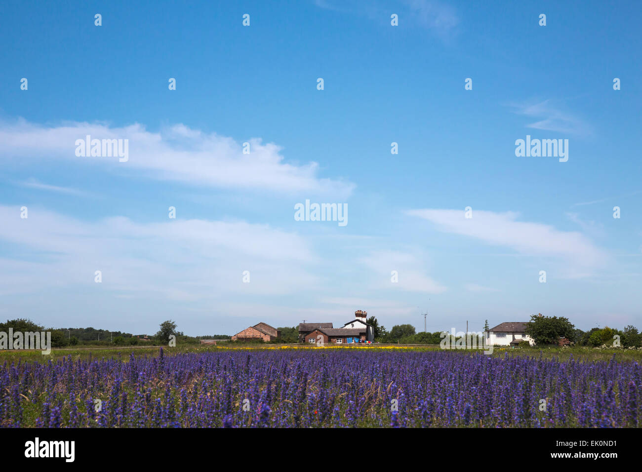 Viper's bugloss (Echium vulgare) being grown for seed by Landlife, Inglenook Farm, Rainford, Merseyside Stock Photo