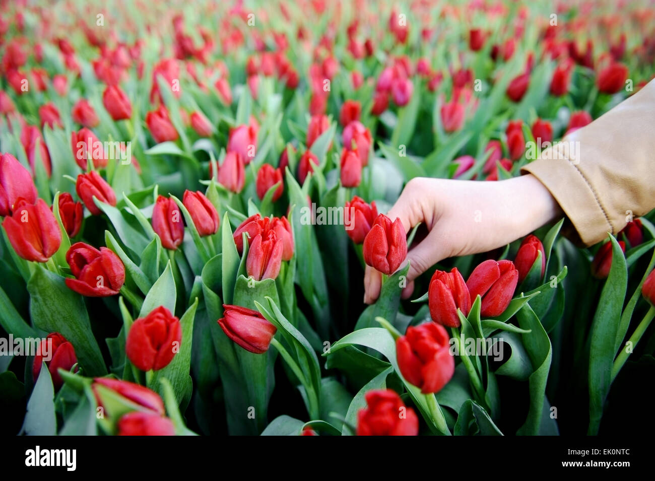 Woman's hand picking up a red tulip from a tulip field in a greenhouse Stock Photo