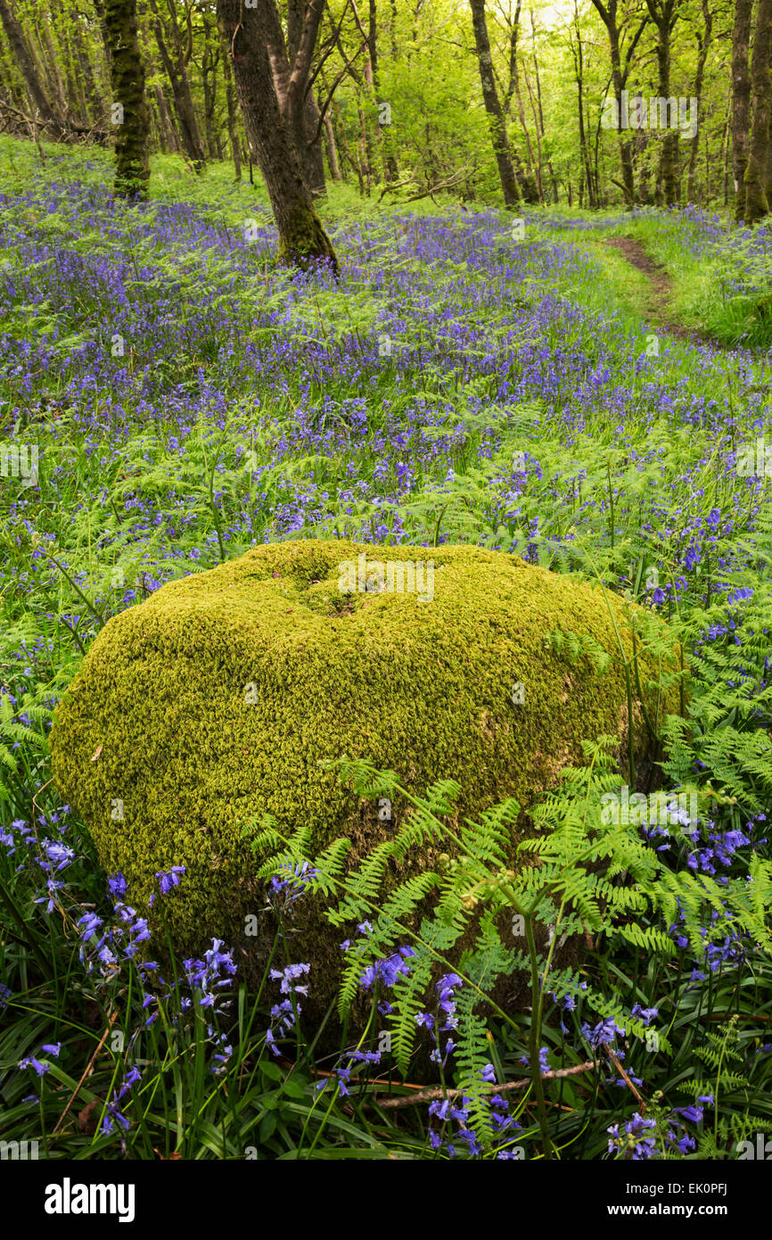 Bluebell wood (Hyacinthoides non-scripta), Carstramon Wood, Dumfries and Galloway, Scotland, UK Stock Photo