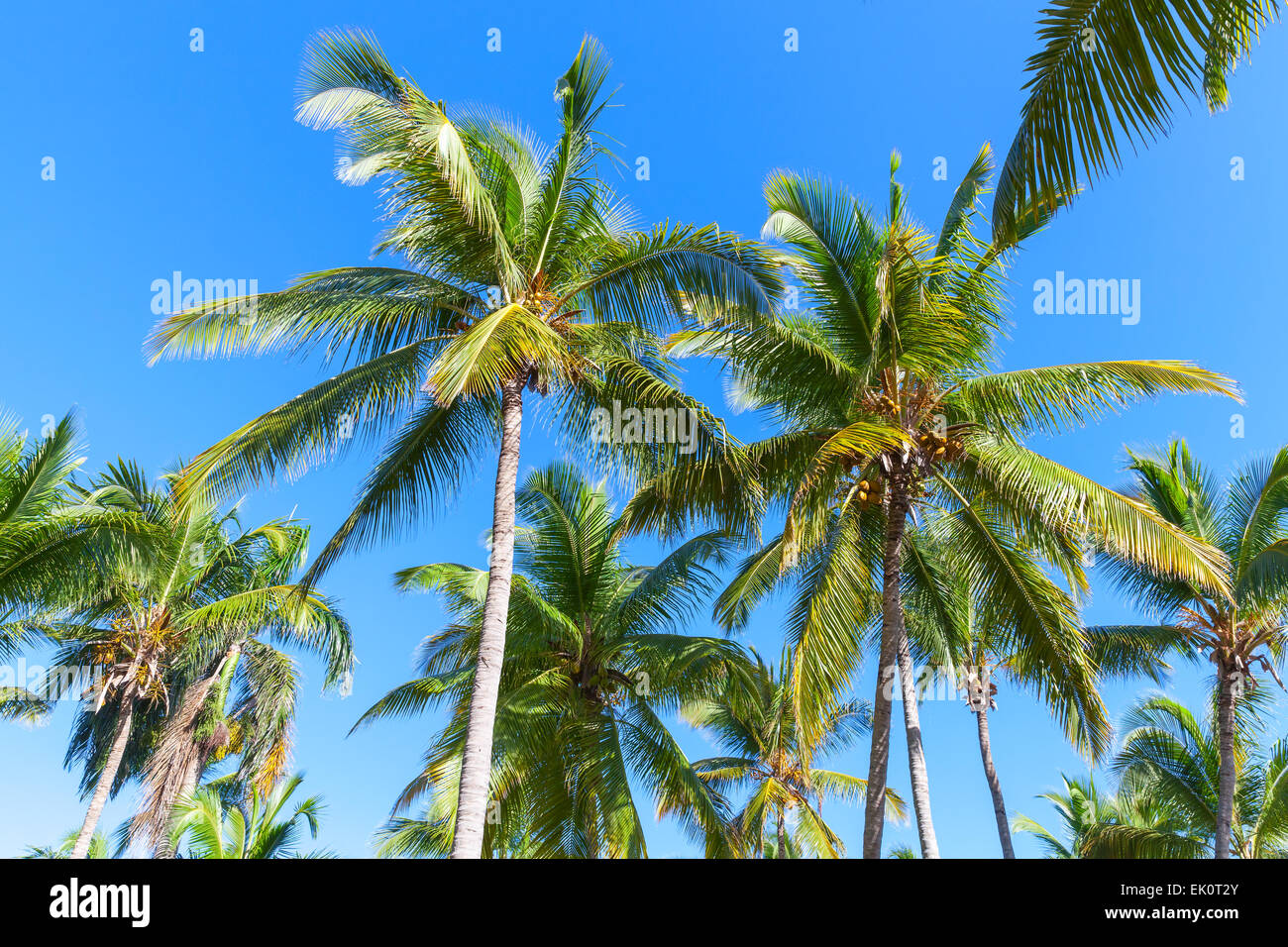 Coconut palm trees over clear blue sky background, Dominican republic Stock Photo