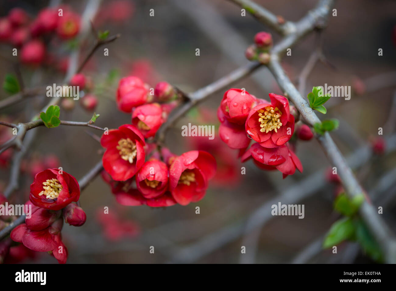 Japanese Quince (Chaenomeles Superba) growing against a brick wall. A