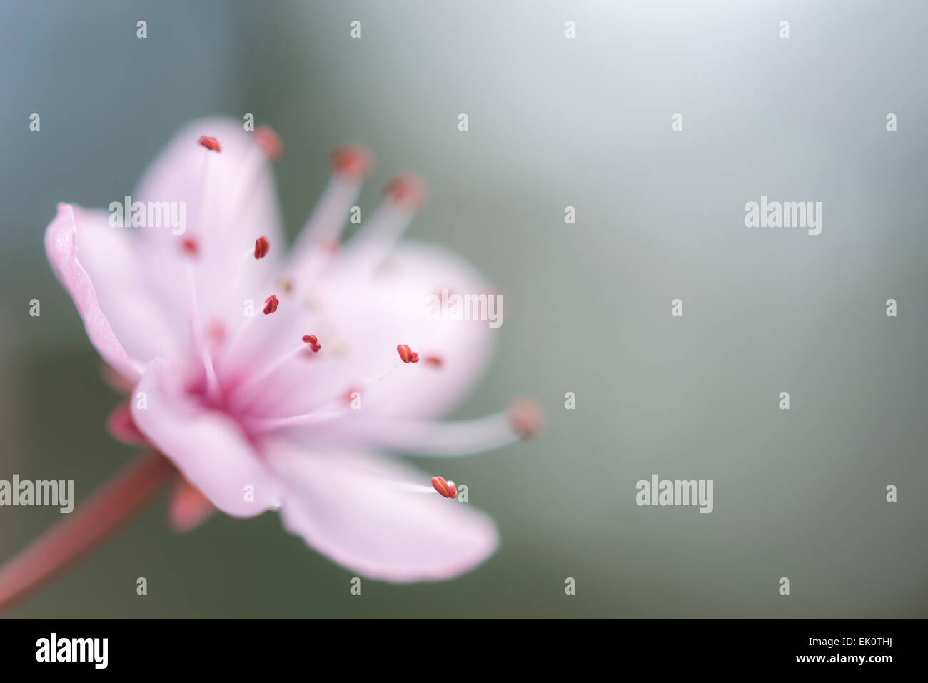 Soft pink blossom in close up with background blue. A single flower with tiny stamens. Stock Photo
