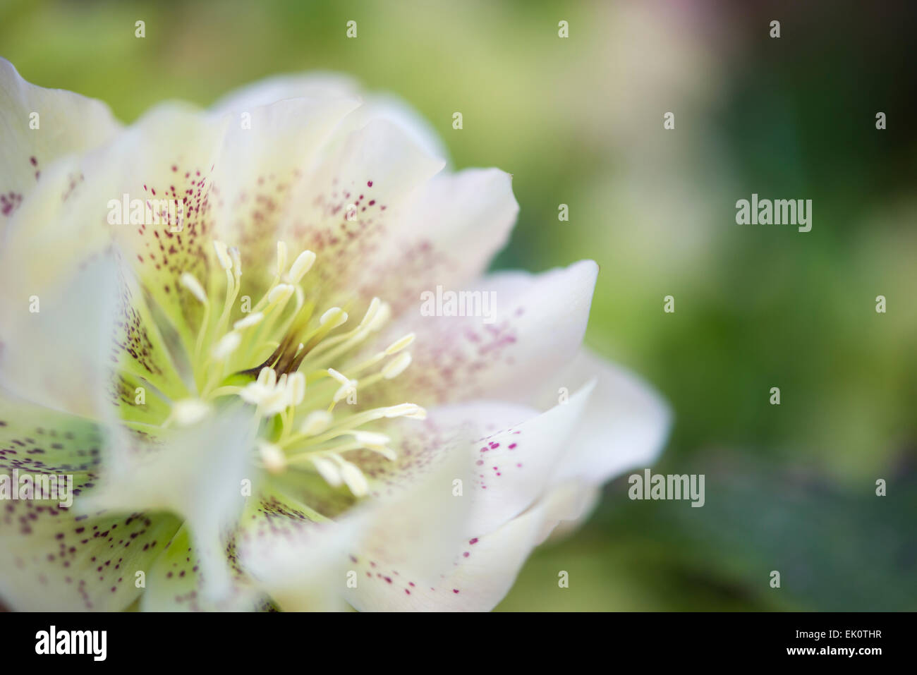 A double white Hellebore flower with spotted petals. Extreme close up with soft green background. Stock Photo
