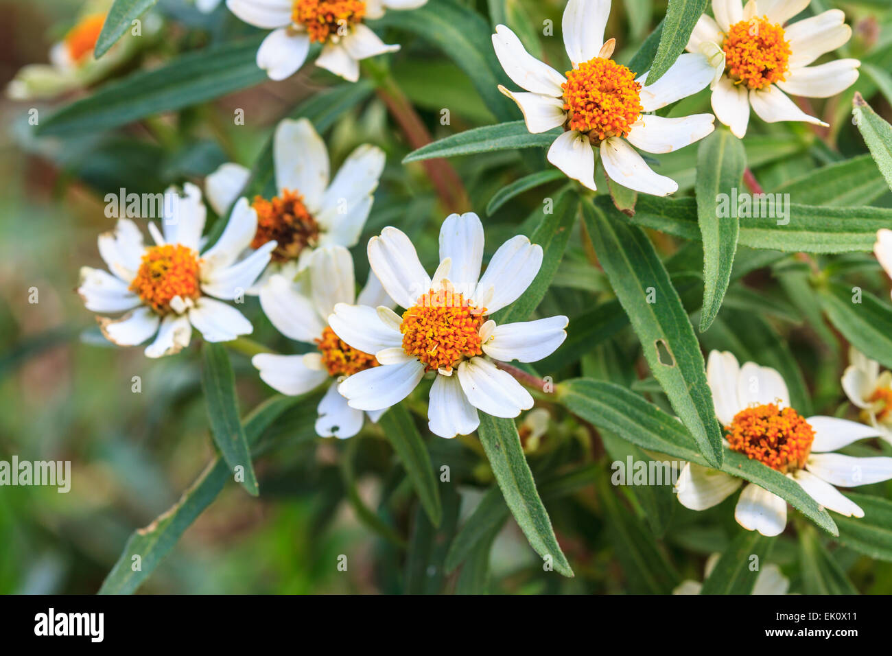 beautiful wild flower in forest, nature background Stock Photo - Alamy