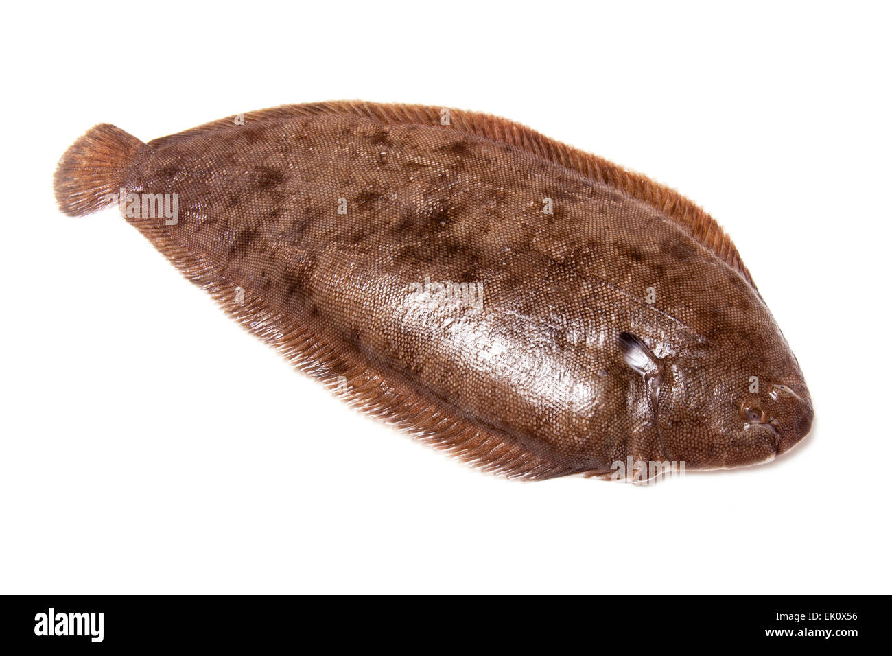Dover sole (Solea solea) fish whole isolated on a white studio background. Stock Photo