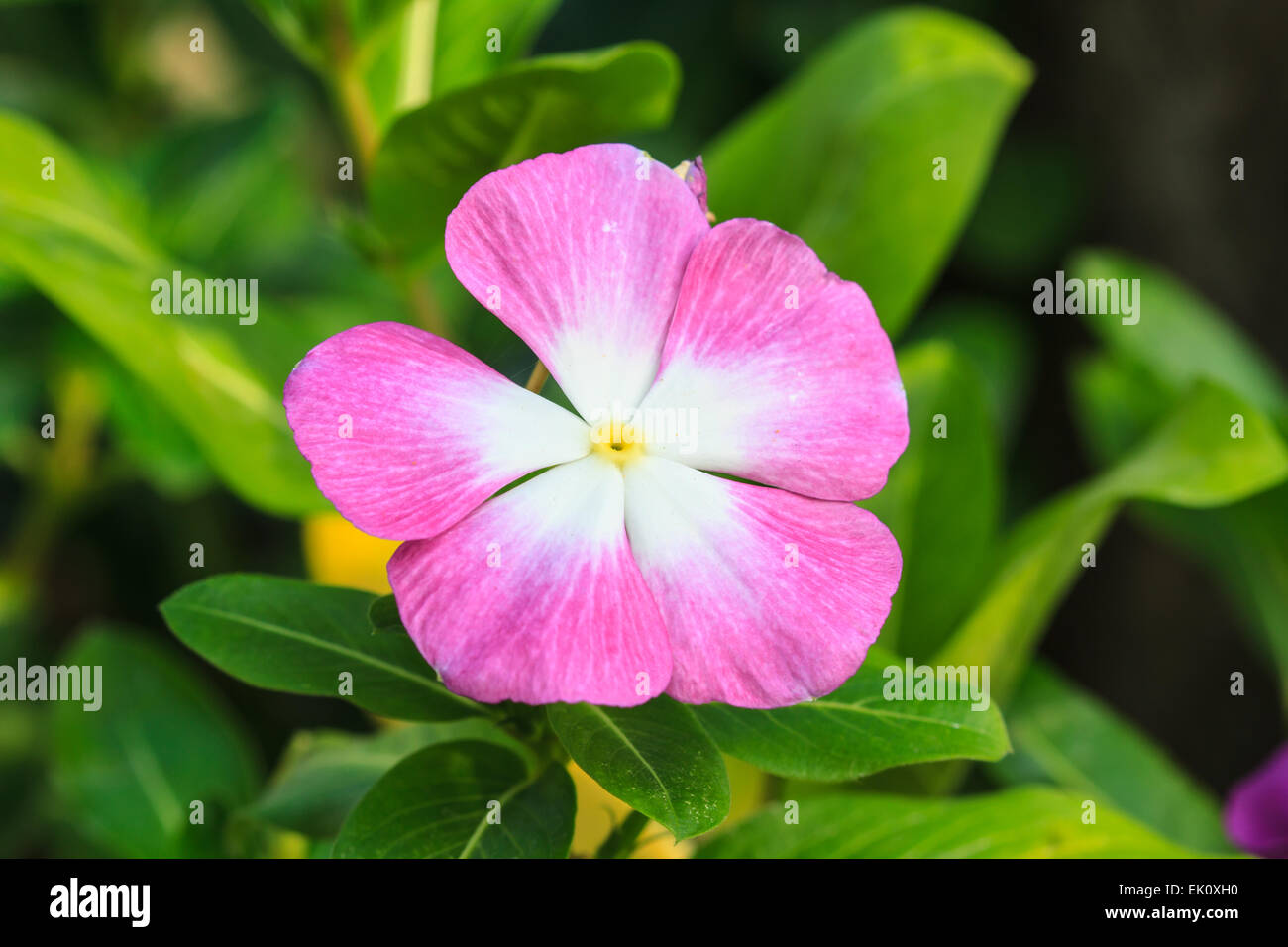 beautiful wild flower in forest, nature background Stock Photo - Alamy